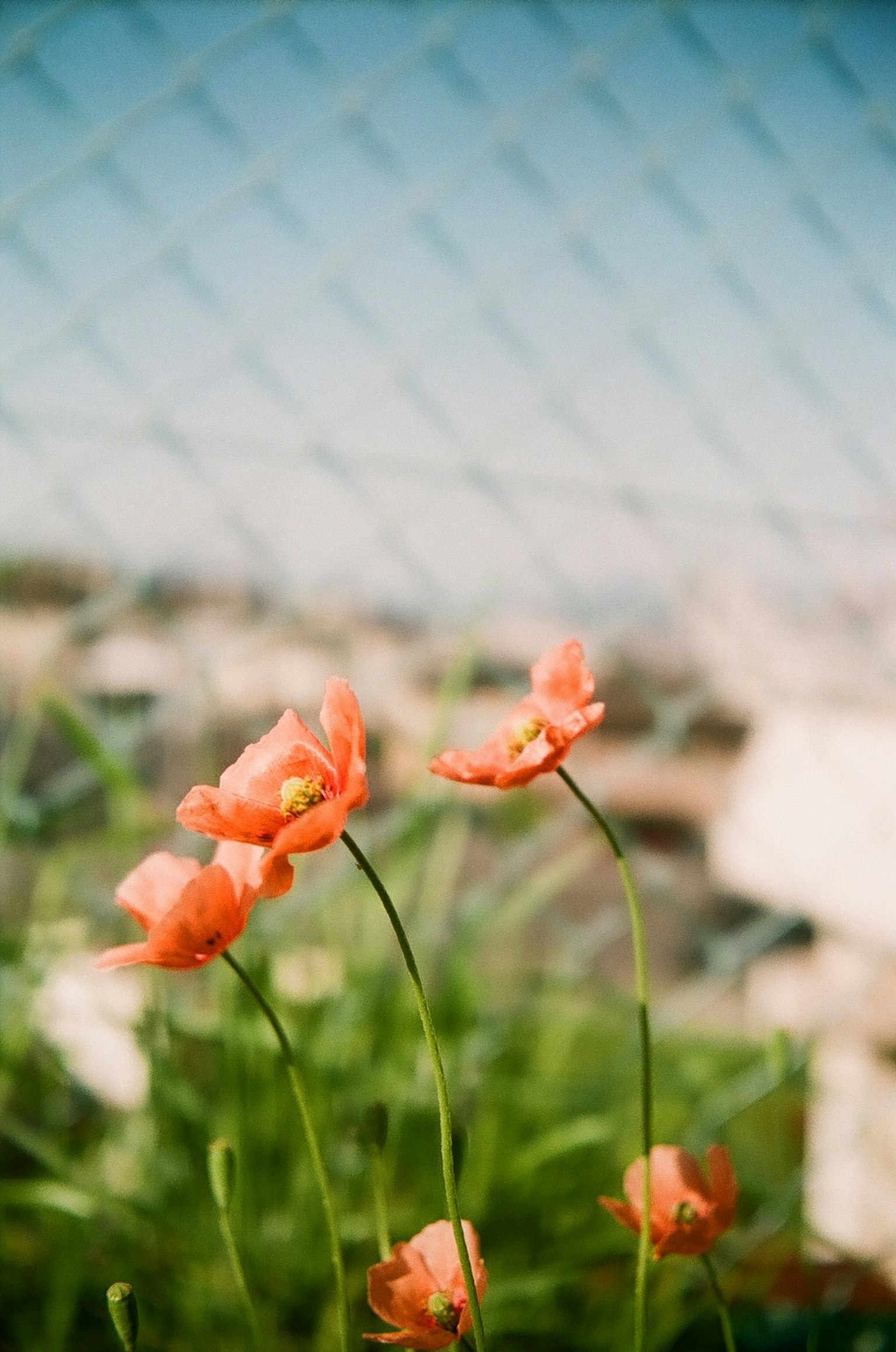 Fiori arancioni che fioriscono sotto un cielo blu