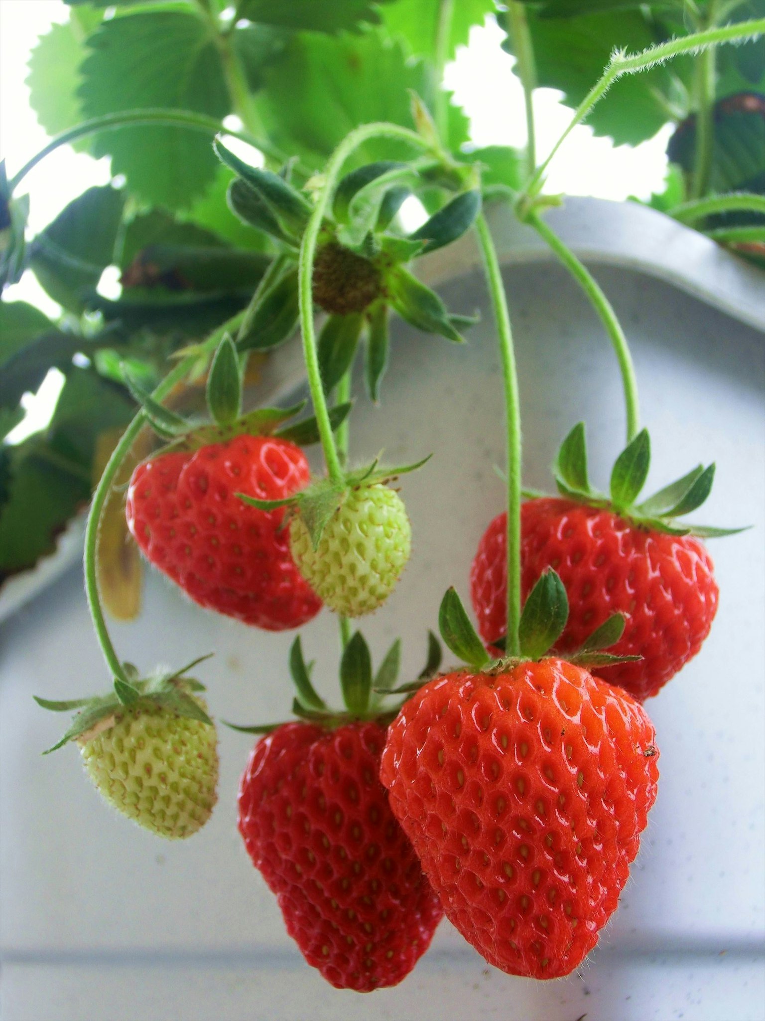 Ripe red strawberries and green strawberries hanging from a vine