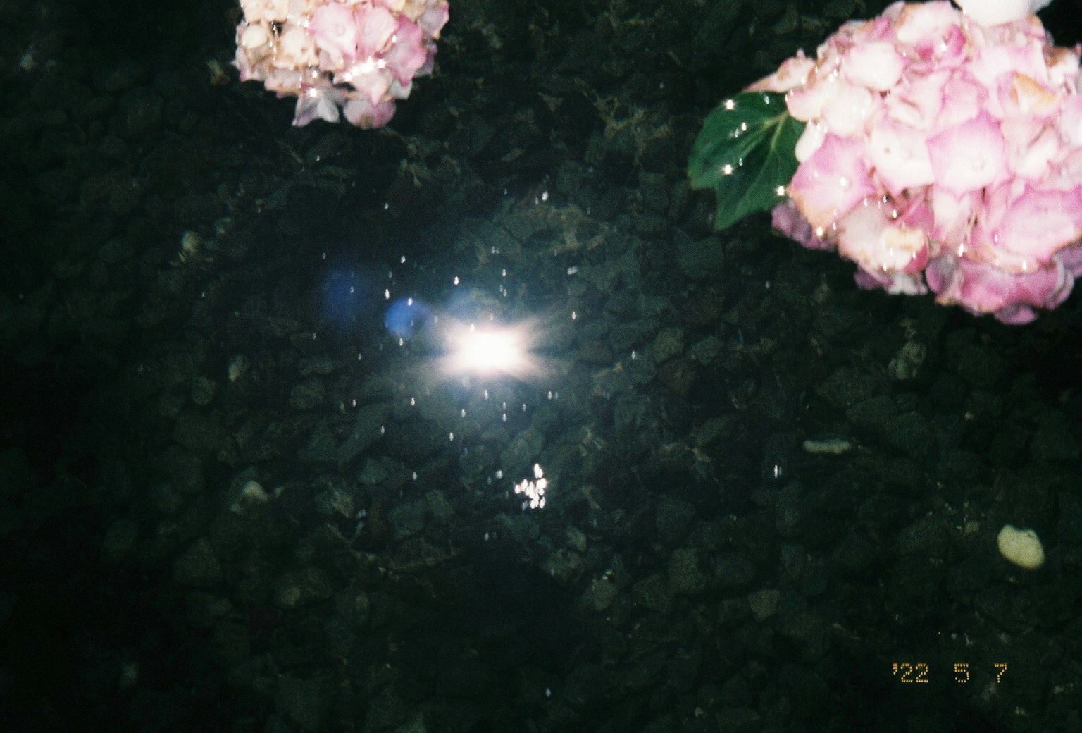 Pink flowers floating on water with a bright light reflection