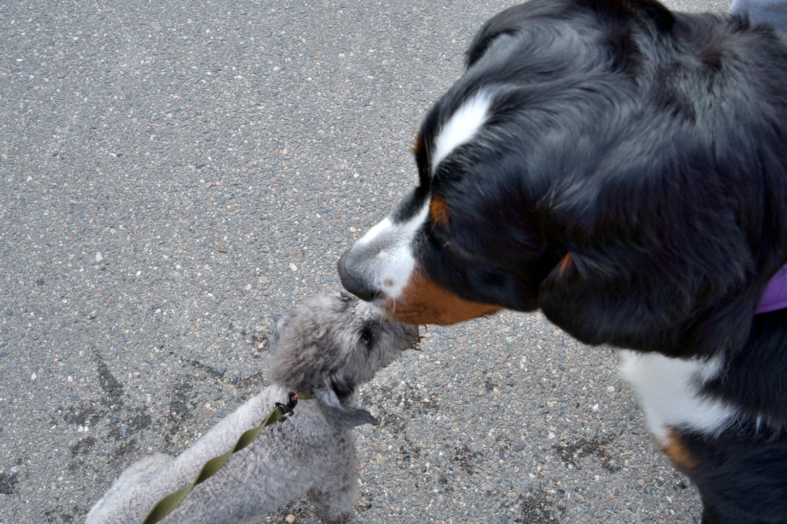 A large dog and a small dog are touching noses
