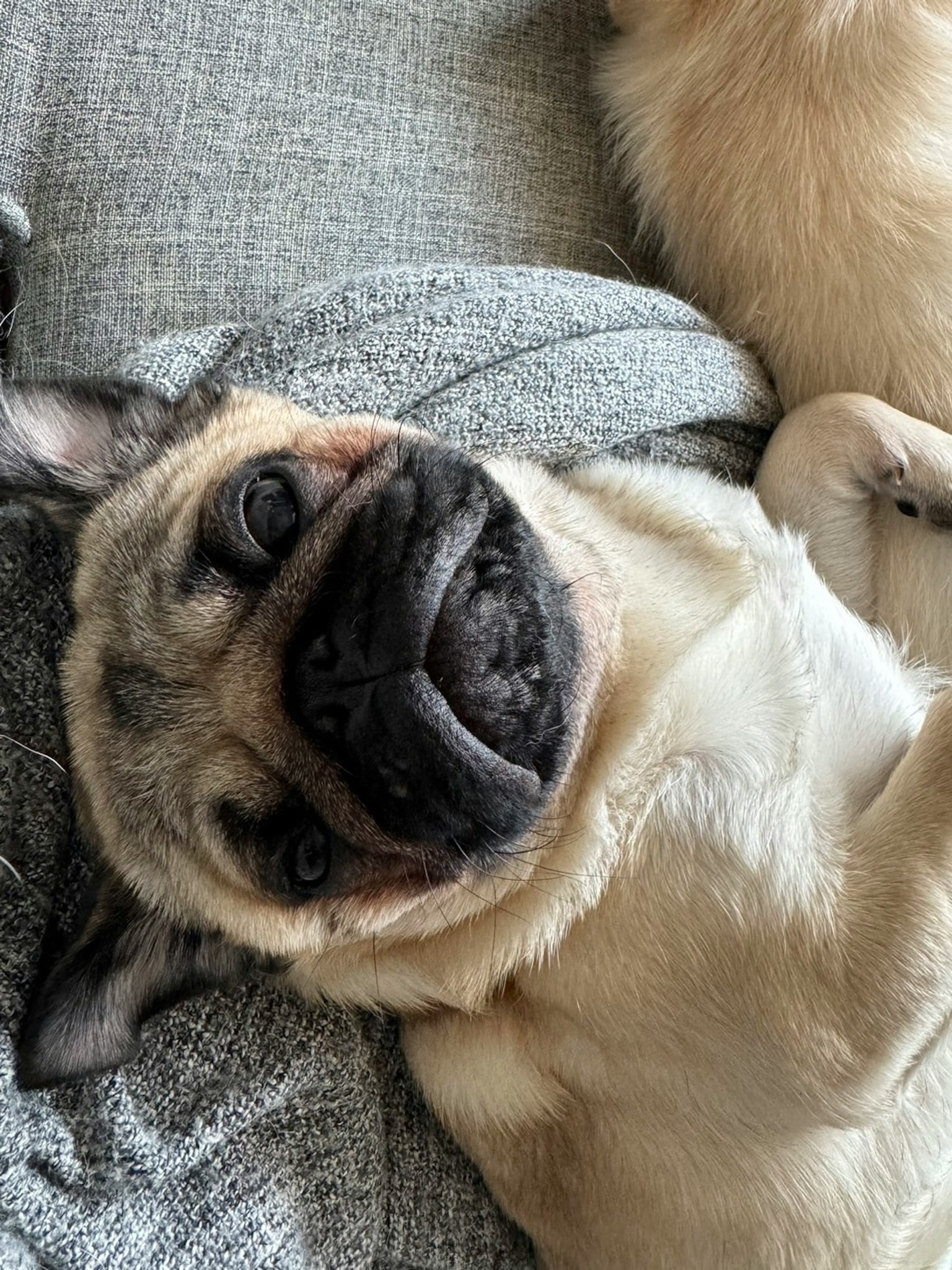Một chú chó pug nằm ngửa với biểu cảm vui vẻ