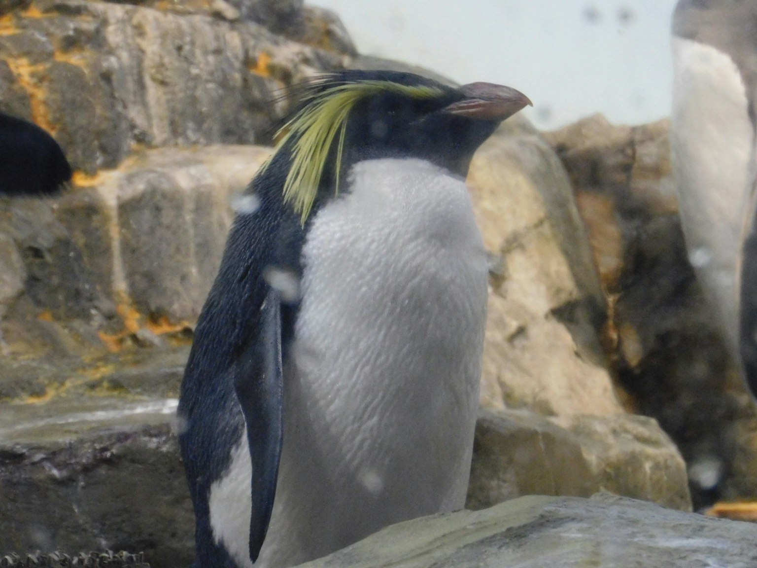 Profil eines Pinguins, der auf Felsen steht, mit auffälligen grünen Federn