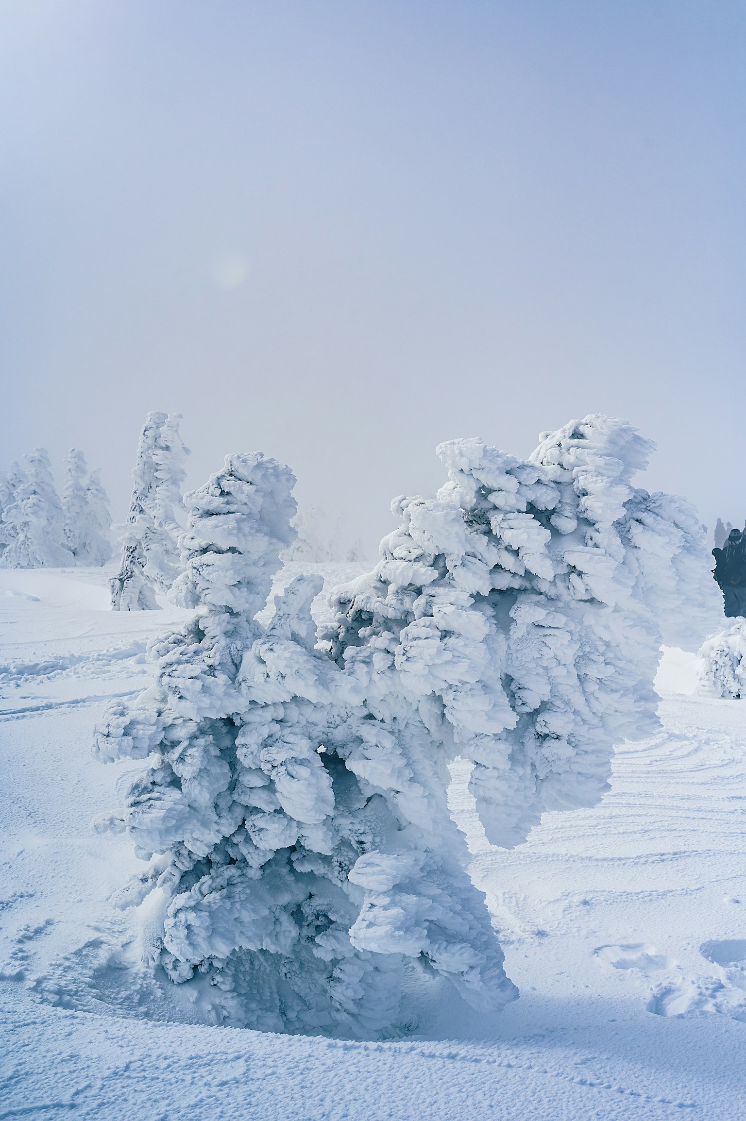 被雪覆盖的树木在冬季风景中蓝天和朦胧背景