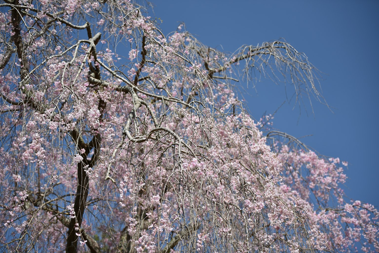Delicate fiori di ciliegio rosa contro un cielo blu chiaro