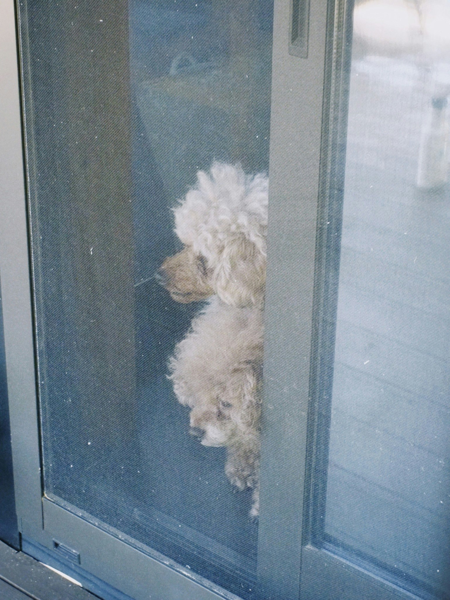 Un chien blanc duveteux regardant à travers une fenêtre partiellement ouverte
