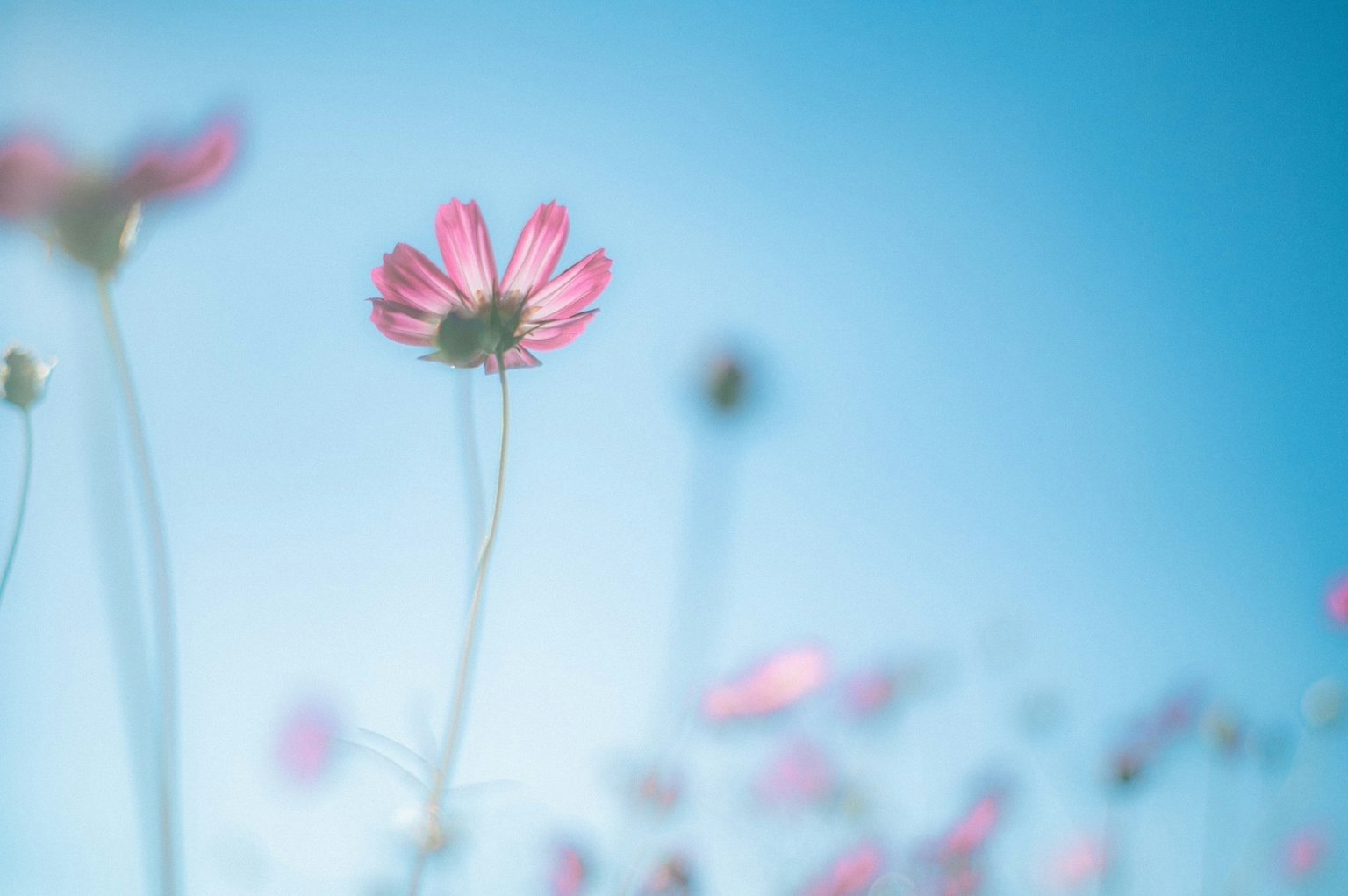 Soft focus on pink flowers blooming under a blue sky