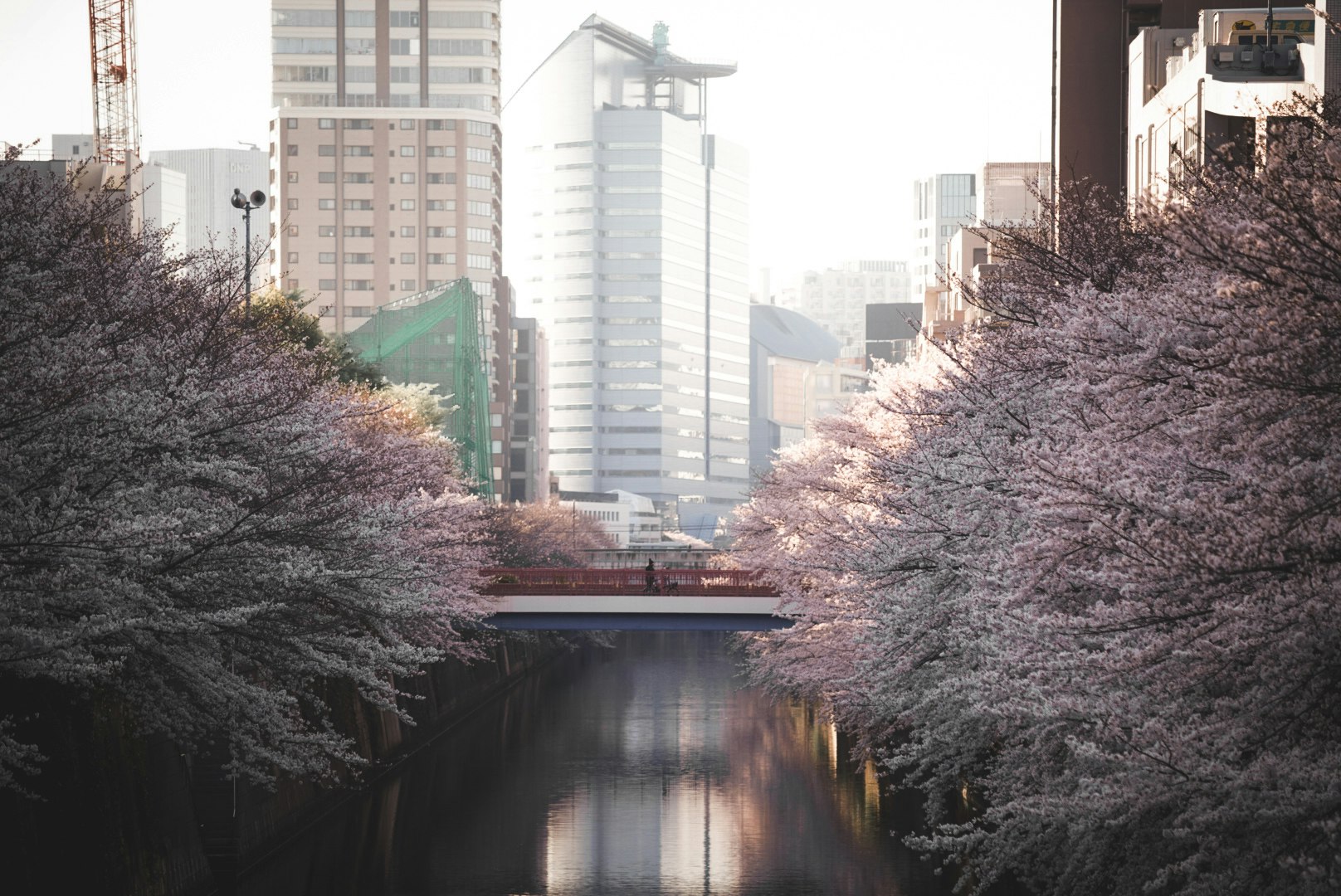 川沿いに並ぶ桜並木と高層ビル群