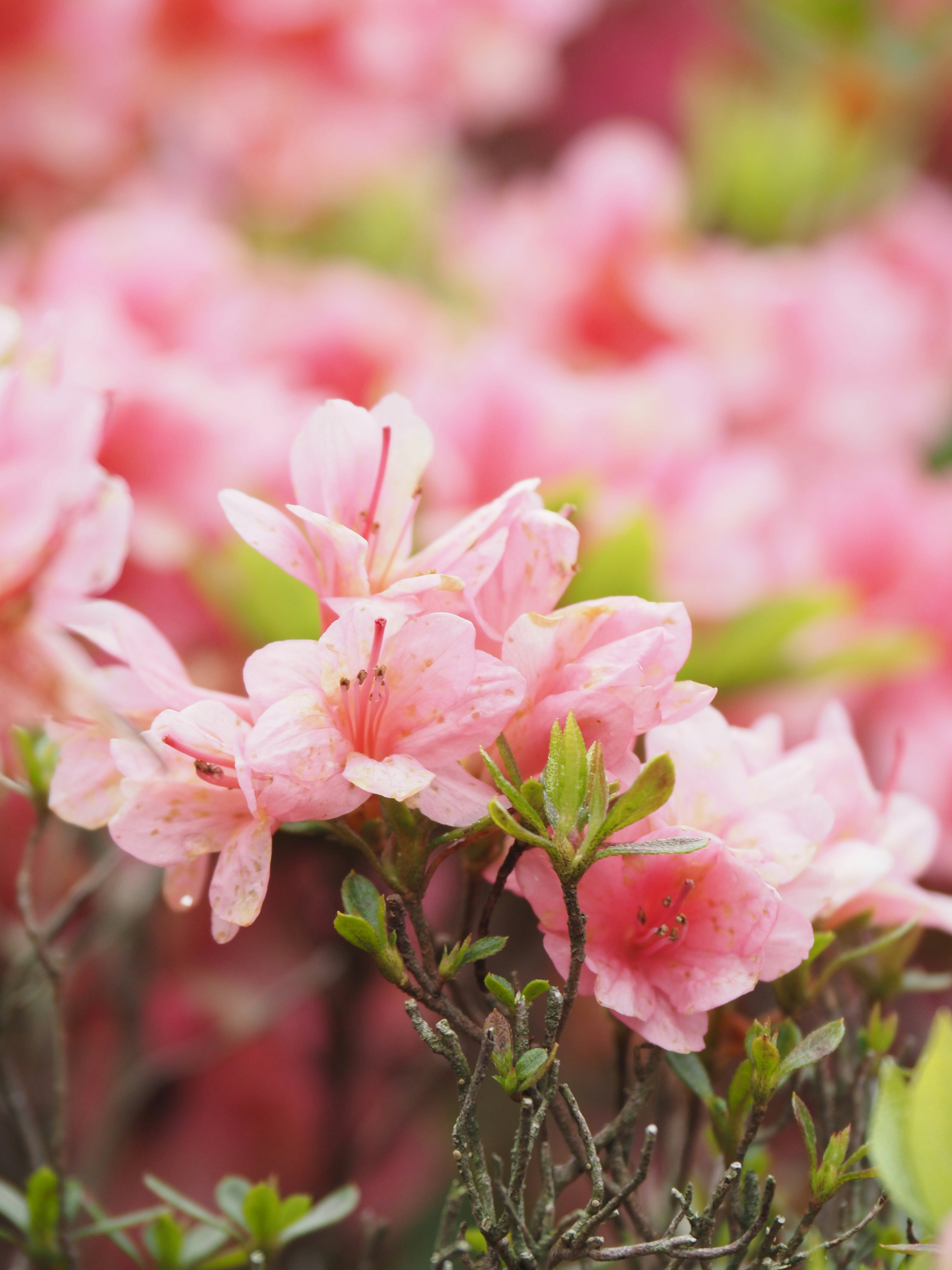 春の光に照らされたツツジの花のクローズアップ