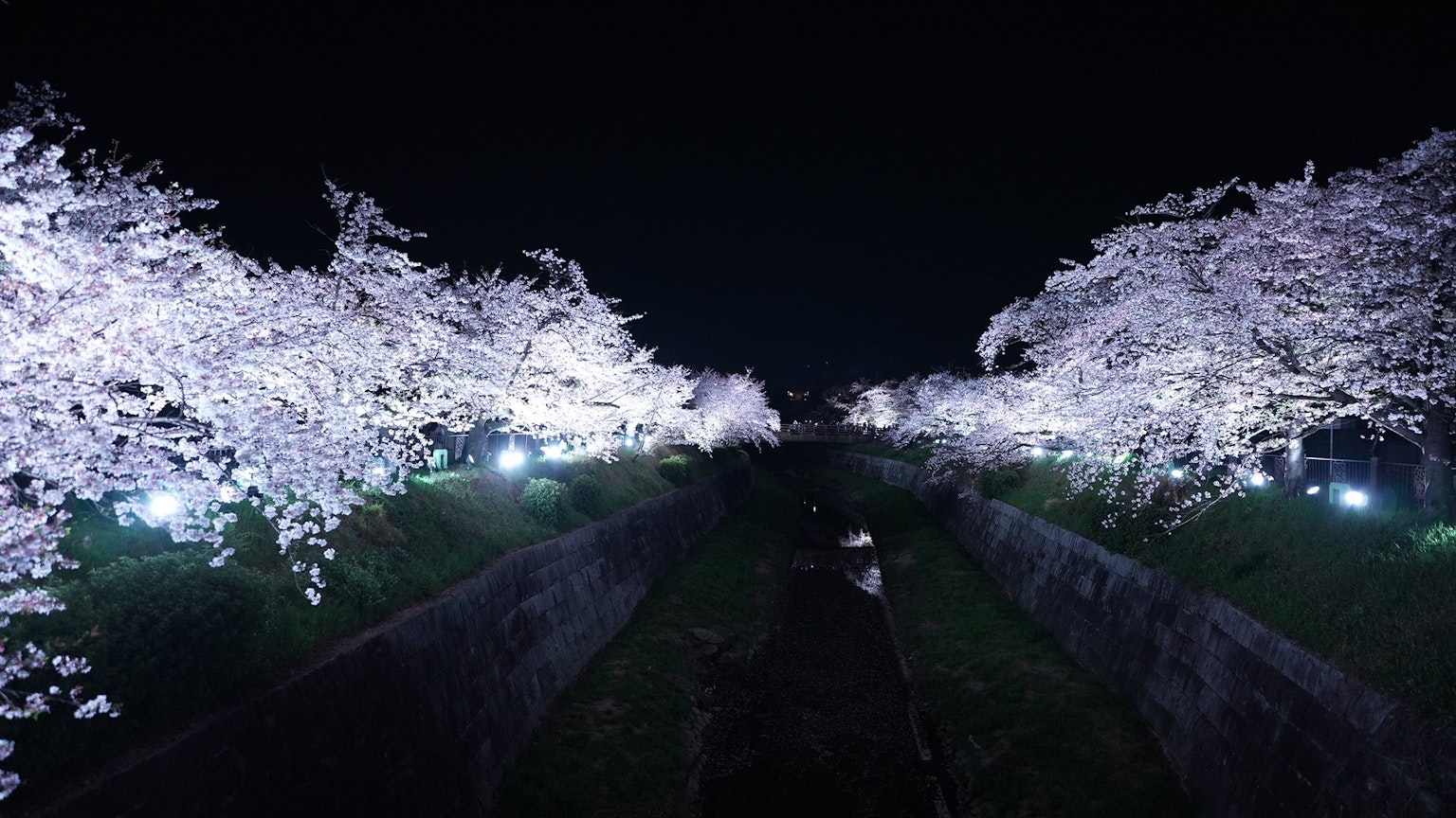 Pohon sakura yang diterangi di sepanjang jalan gelap