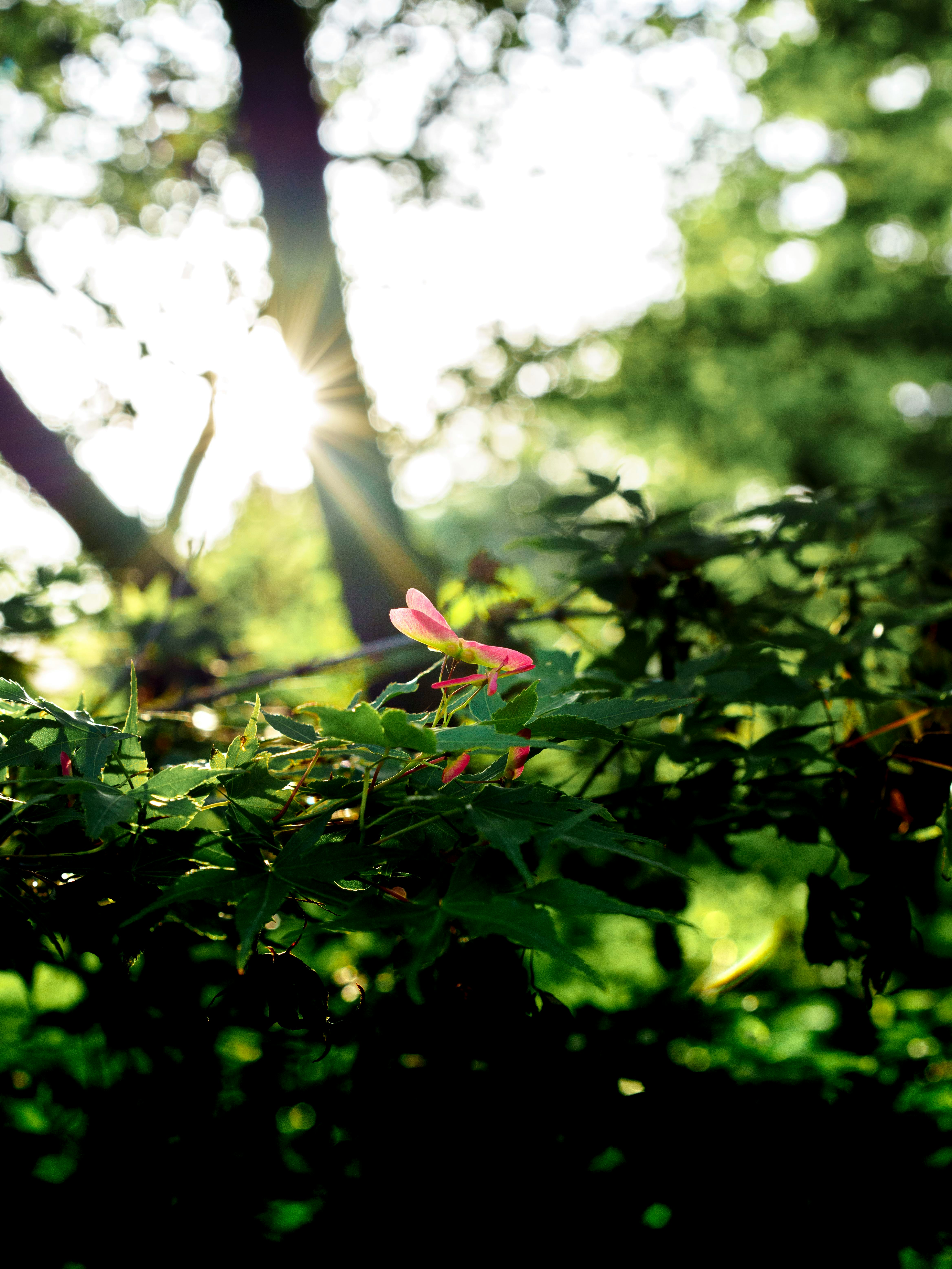 木々の葉の間に咲くピンクの花