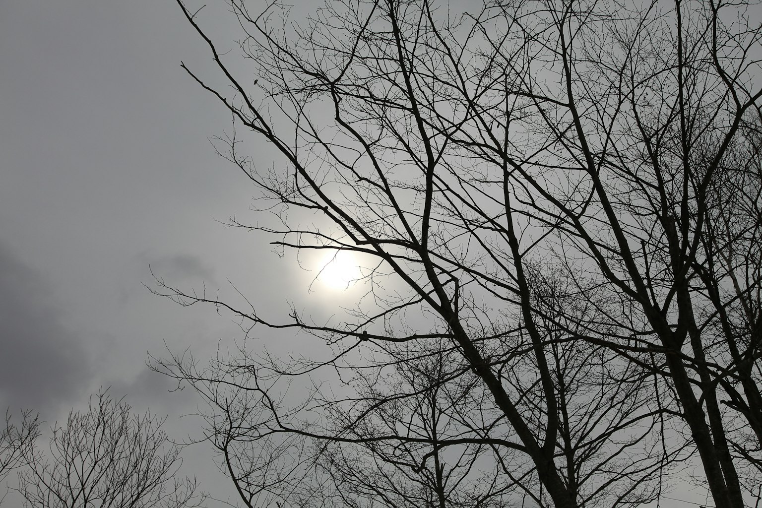 Sol parcialmente cubierto por nubes y ramas de árboles desnudos
