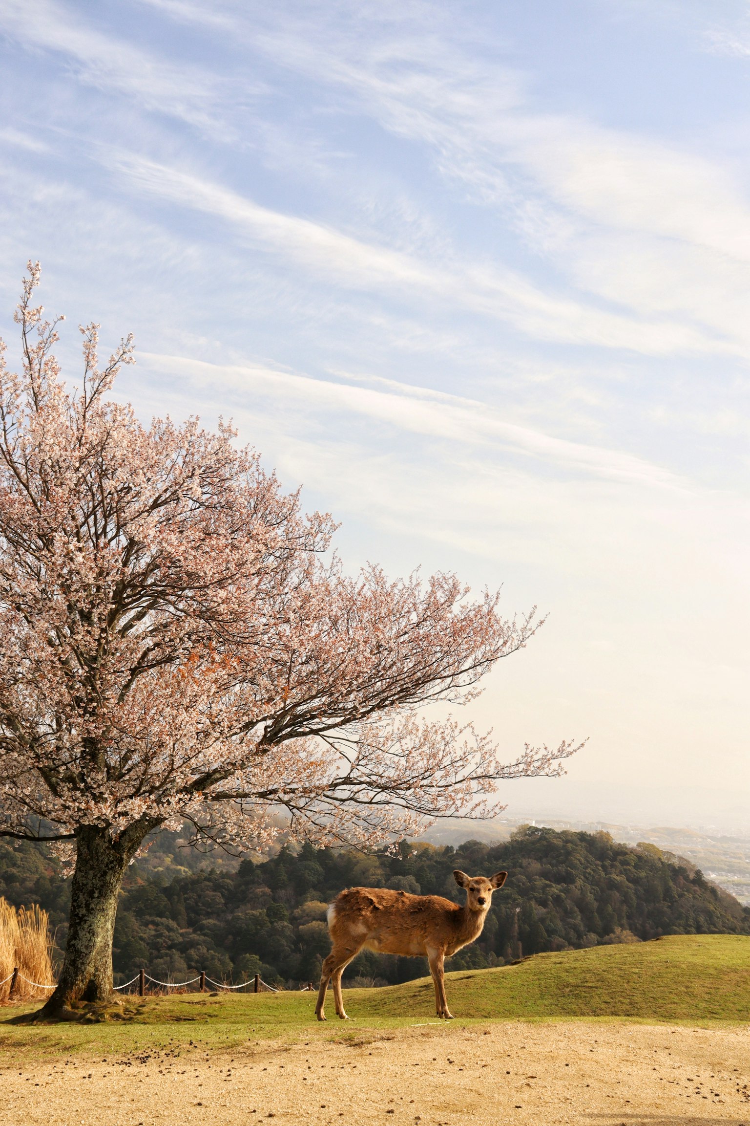 Un cervo che pascola sotto un albero di ciliegio in fiore