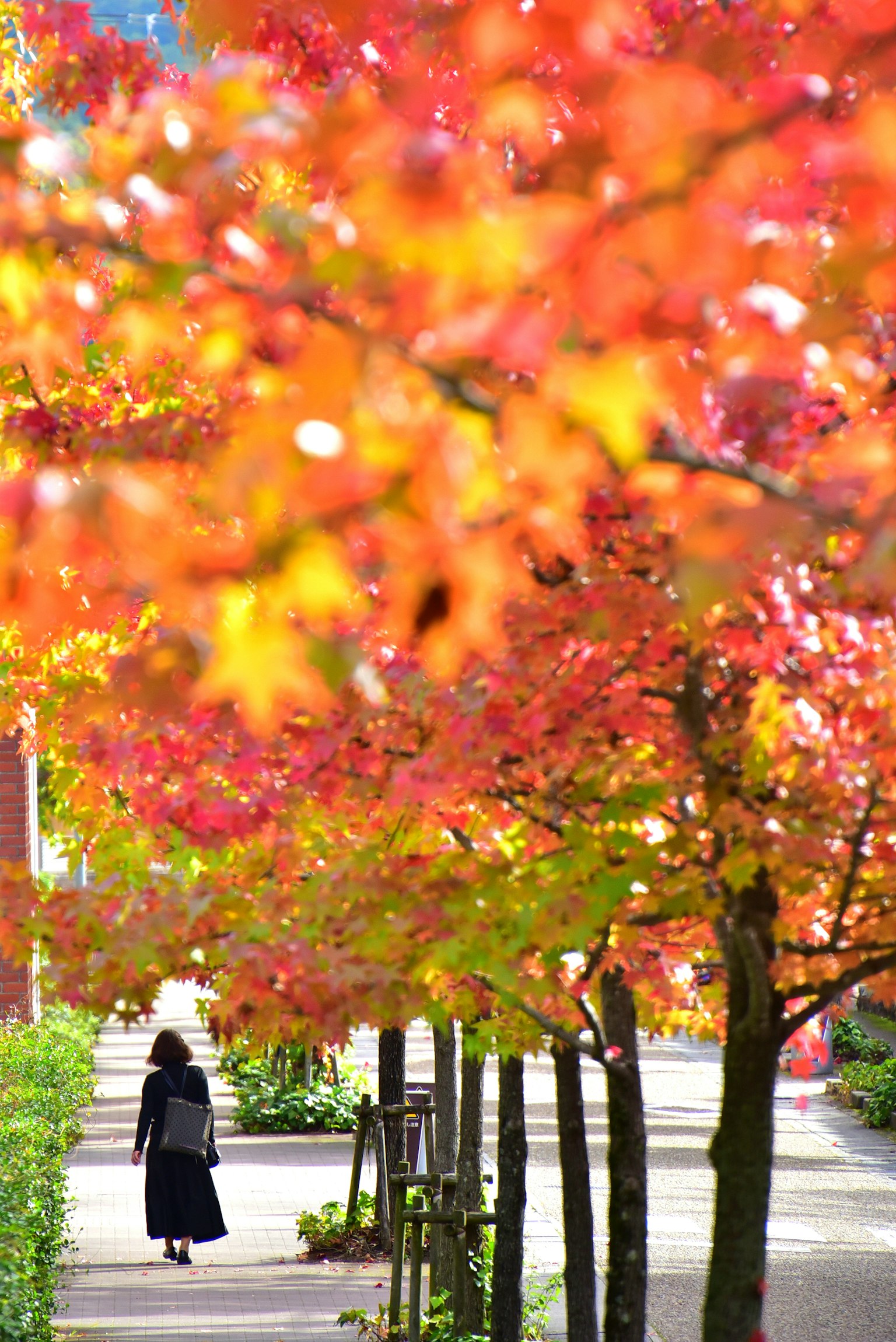 秋の紅葉に囲まれた歩道を歩く女性
