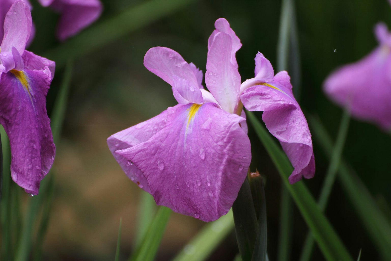 Iris flower with vibrant purple petals