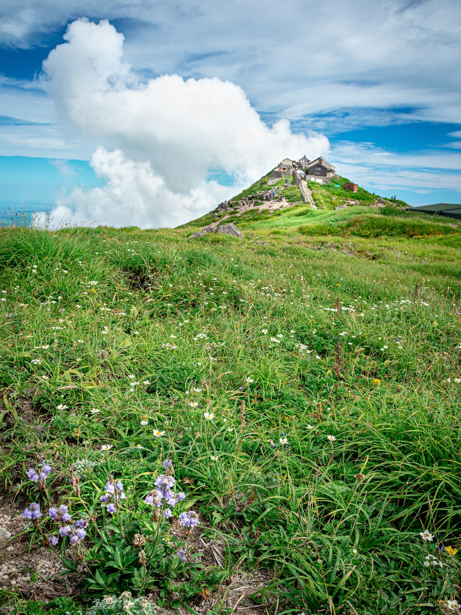 Une vue pittoresque d'une prairie verte avec des fleurs sauvages sous un ciel bleu et des nuages blancs duveteux