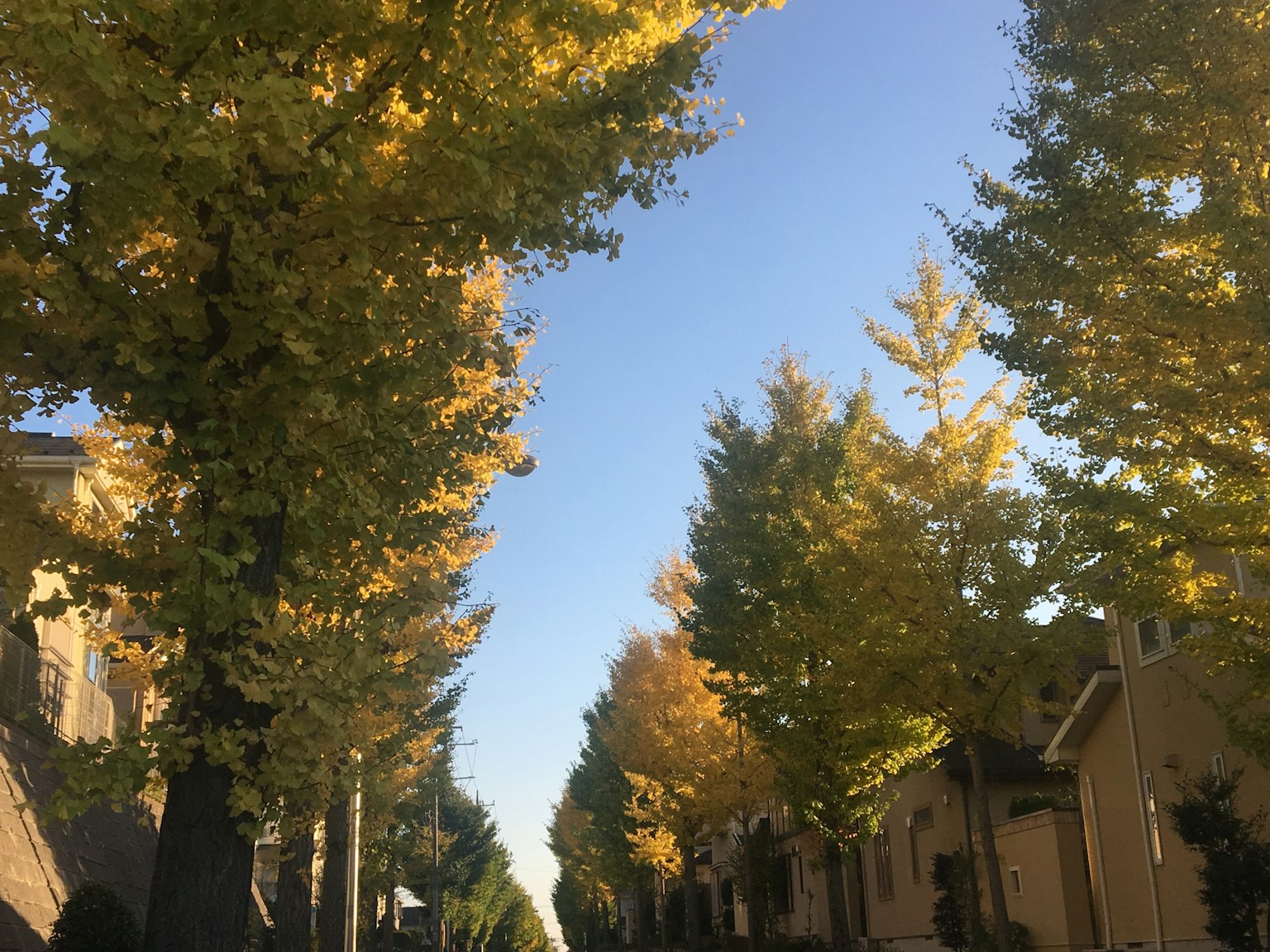 Row of ginkgo trees in autumn with clear blue sky