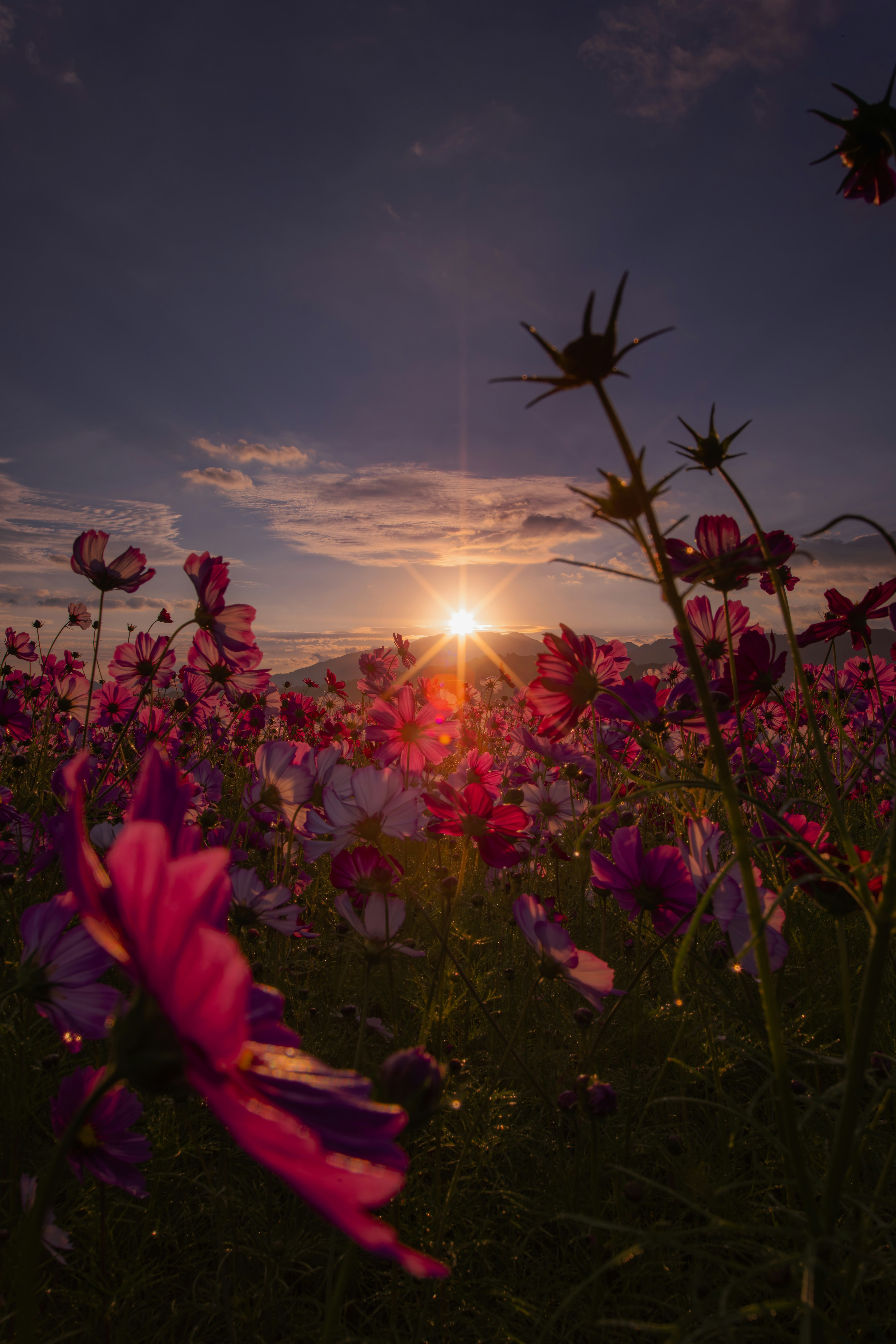 夕日に照らされるコスモスの花畑の輝き