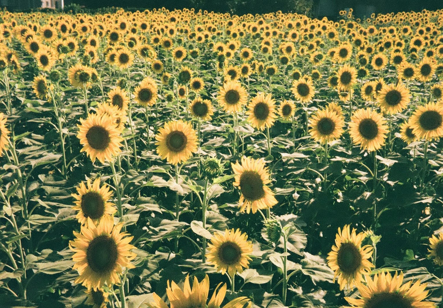 ทุ่งดอกทานตะวันสดใสที่มีดอกไม้สีเหลืองสดใส