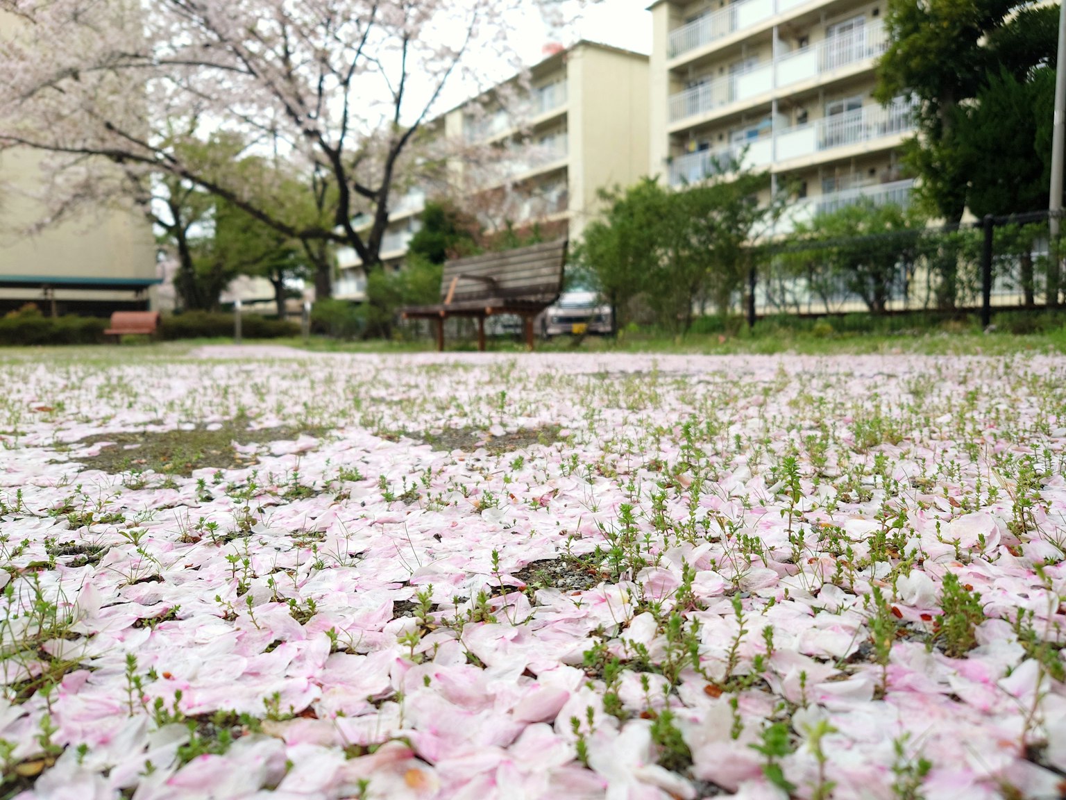 Park scene with cherry blossom petals covering the ground benches and buildings in the background