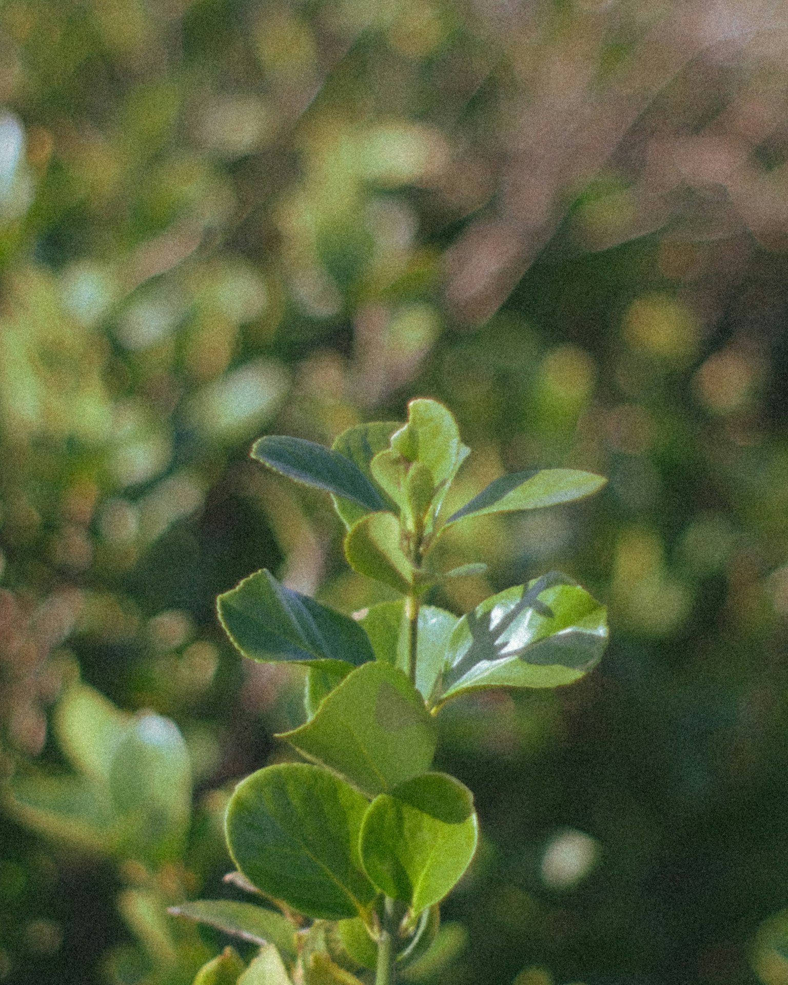 Gambar close-up tanaman dengan daun hijau