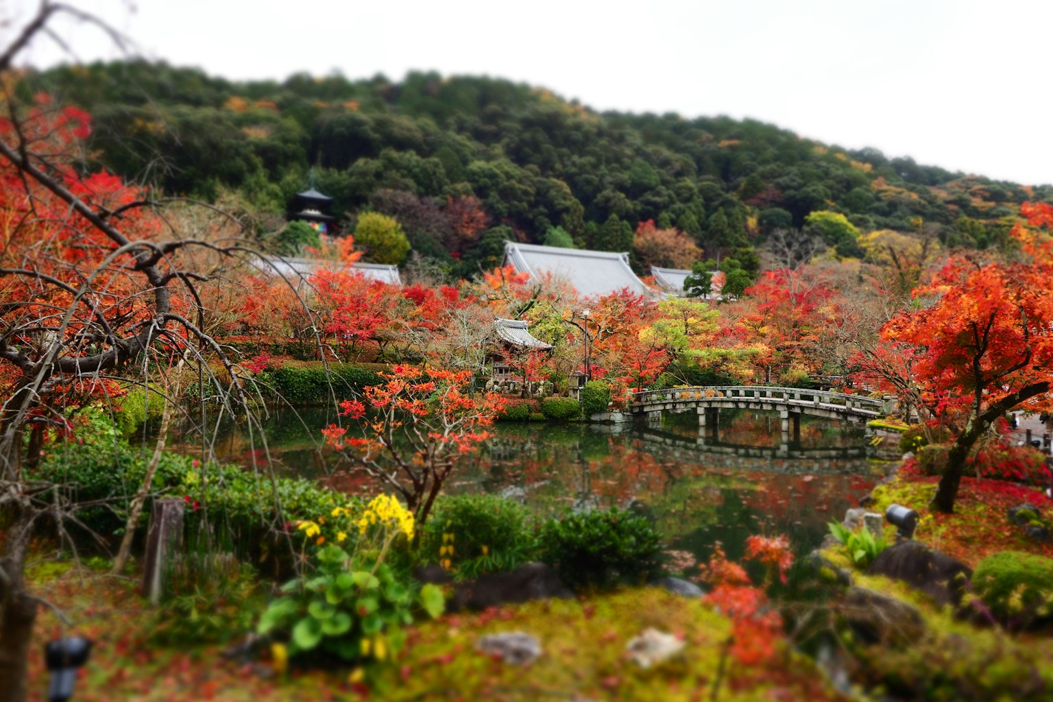 Giardino giapponese scenico con fogliame autunnale vibrante che presenta un ponte e uno stagno
