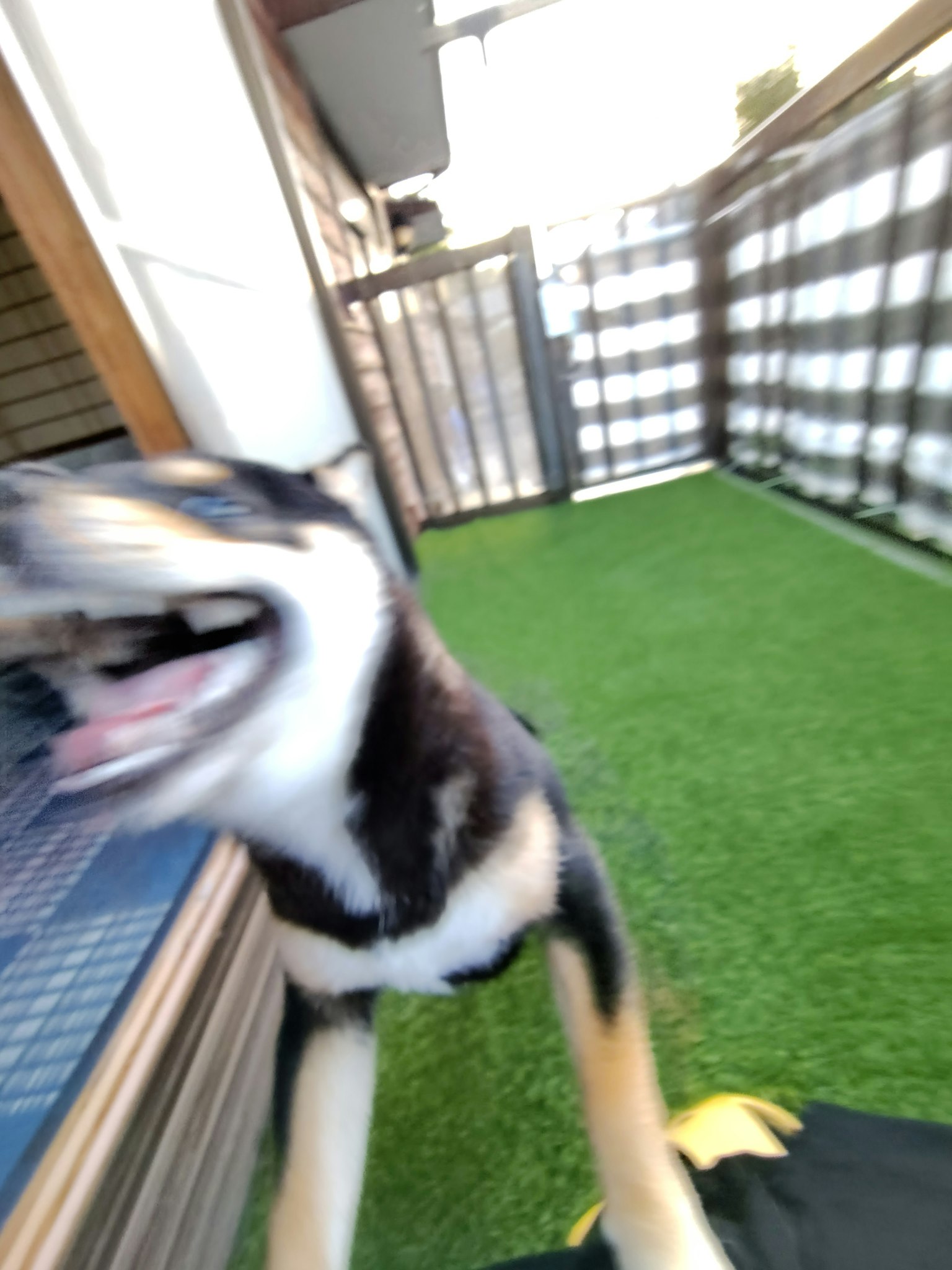 動いている犬が芝生の上で遊んでいる様子