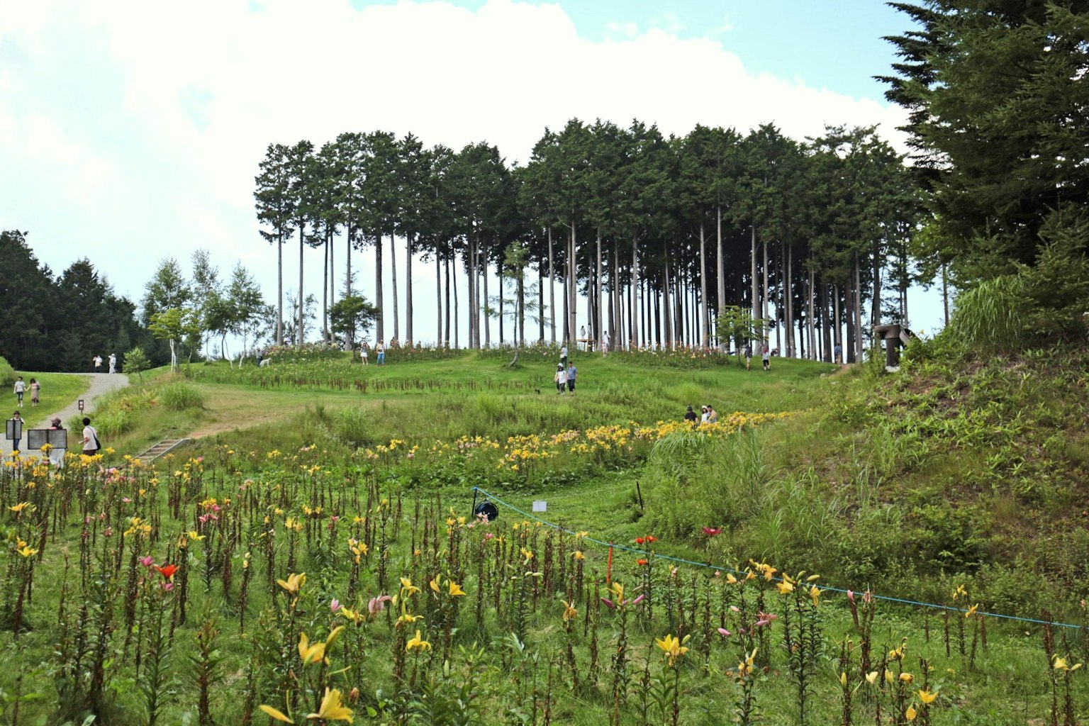 Un paysage avec un champ de fleurs et de grands arbres sous un ciel bleu