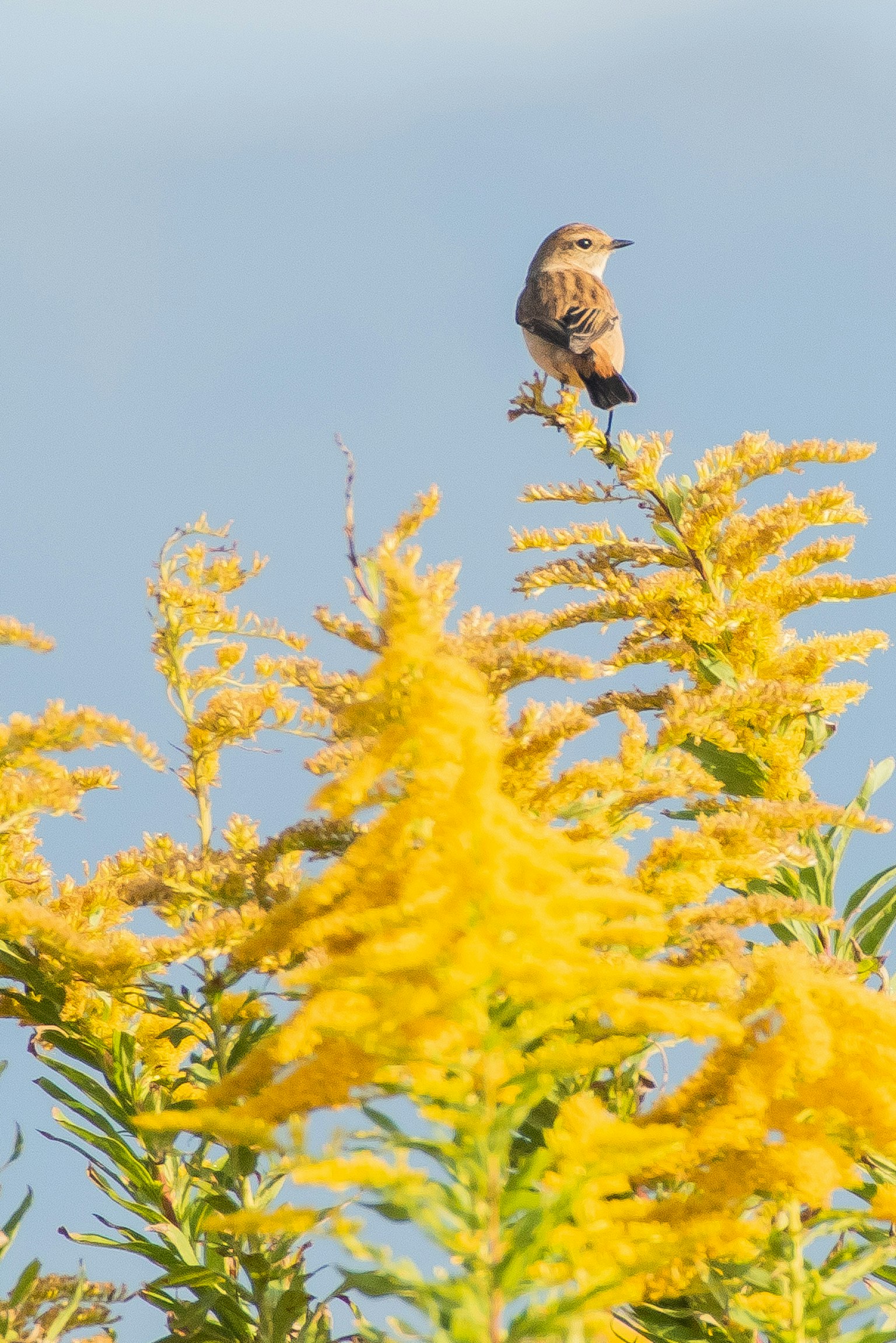Un petit oiseau perché sur des fleurs jaunes brillantes