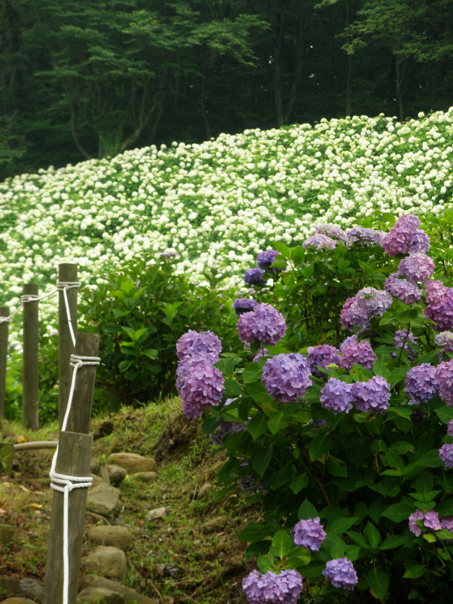 Beautiful landscape with blooming purple and white hydrangeas