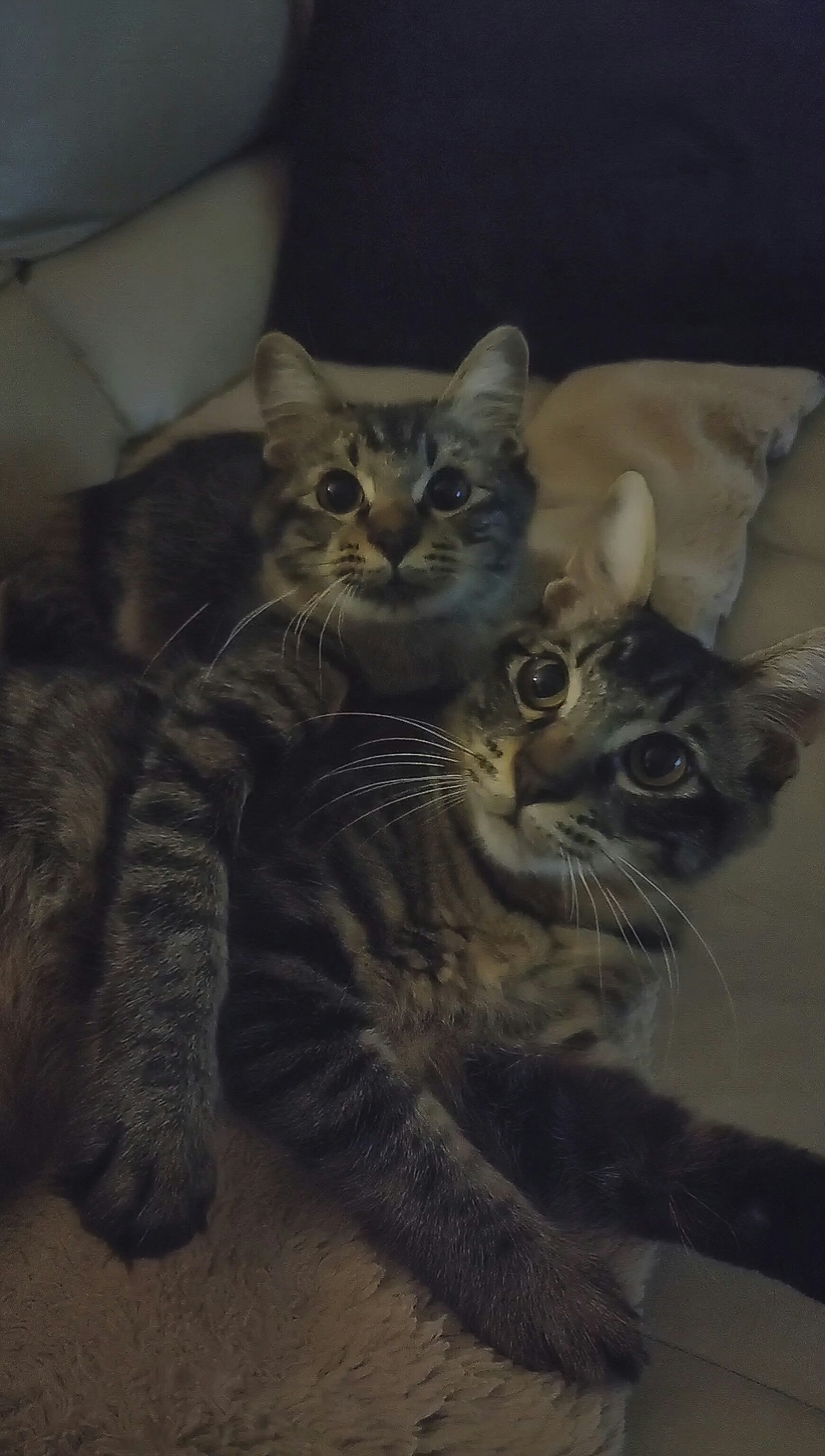 ソファーで寄り添うきょうだい猫の親子のような表情