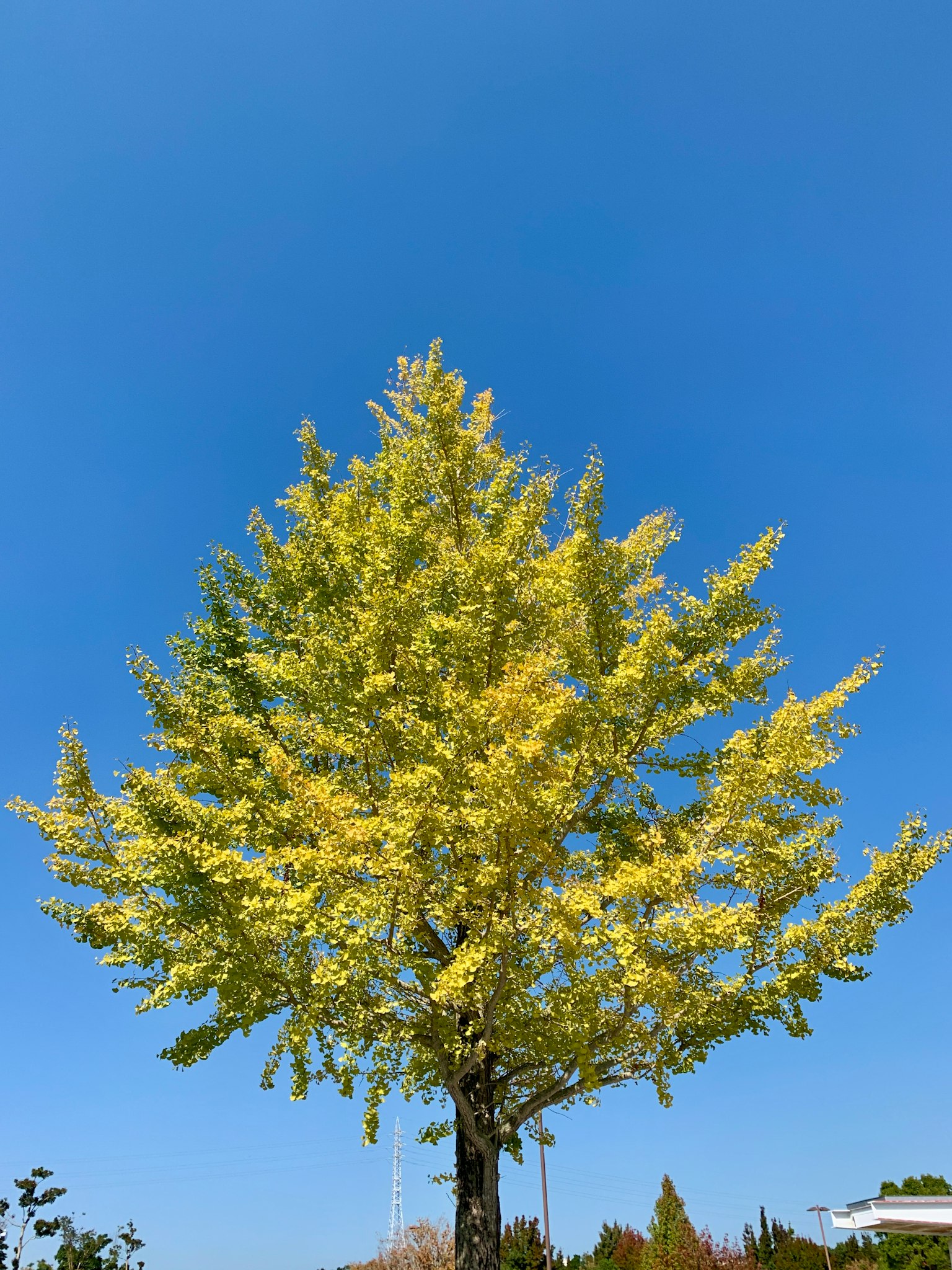 Pohon dengan daun kuning cerah di bawah langit biru