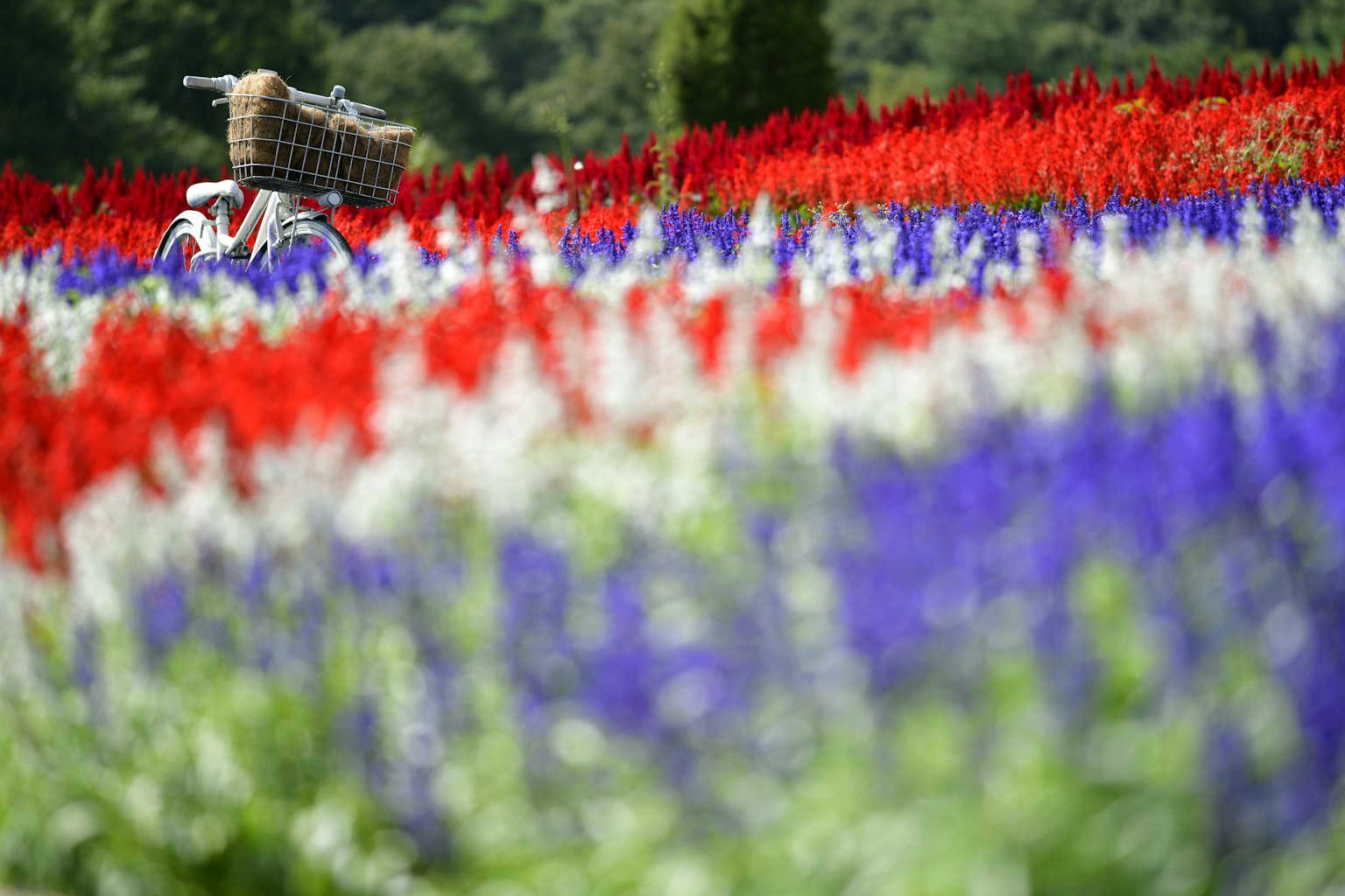 A white bicycle in a colorful flower field featuring red, white, and blue flowers