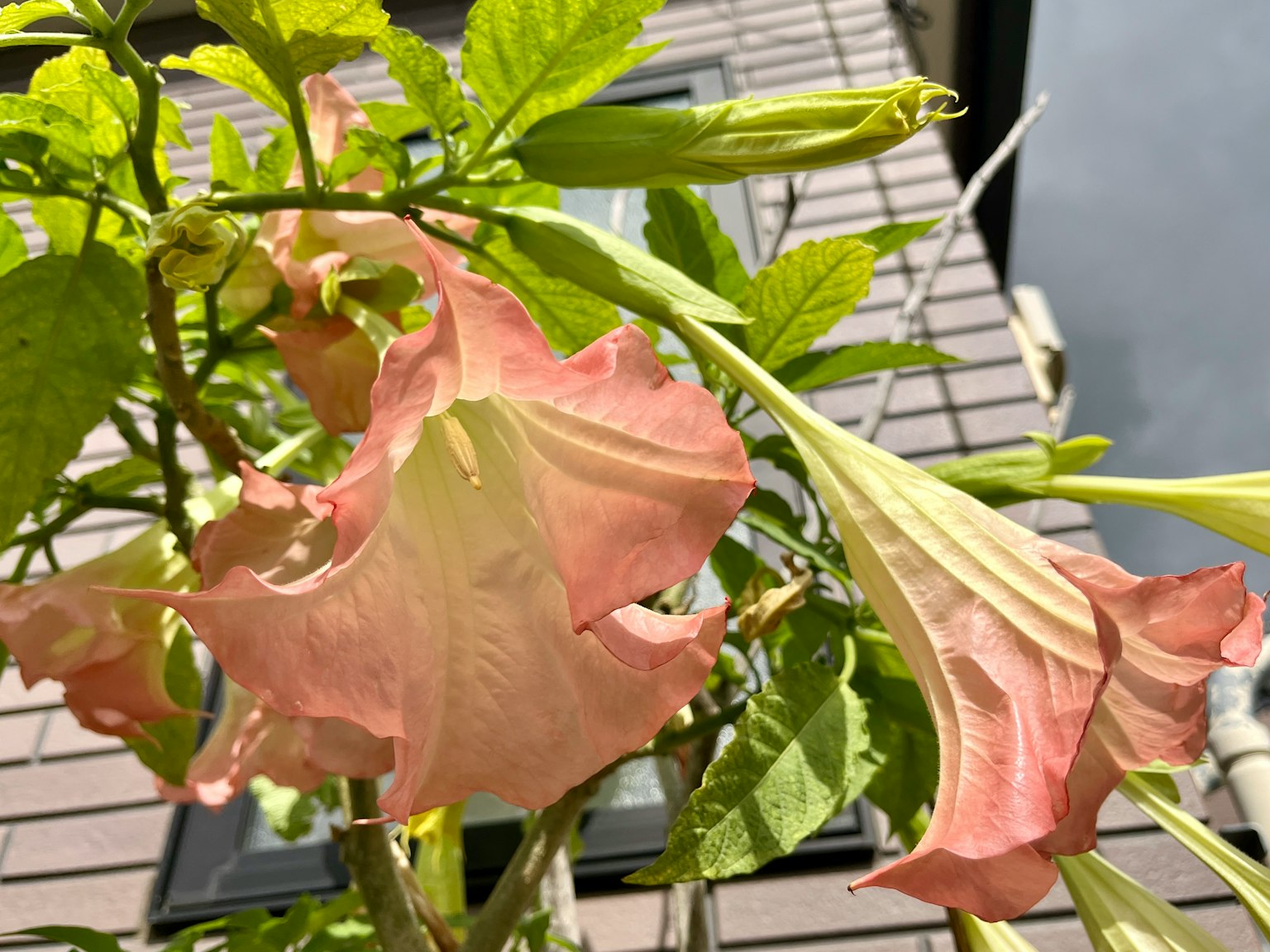 Gros plan d'une plante avec des fleurs rose pâle