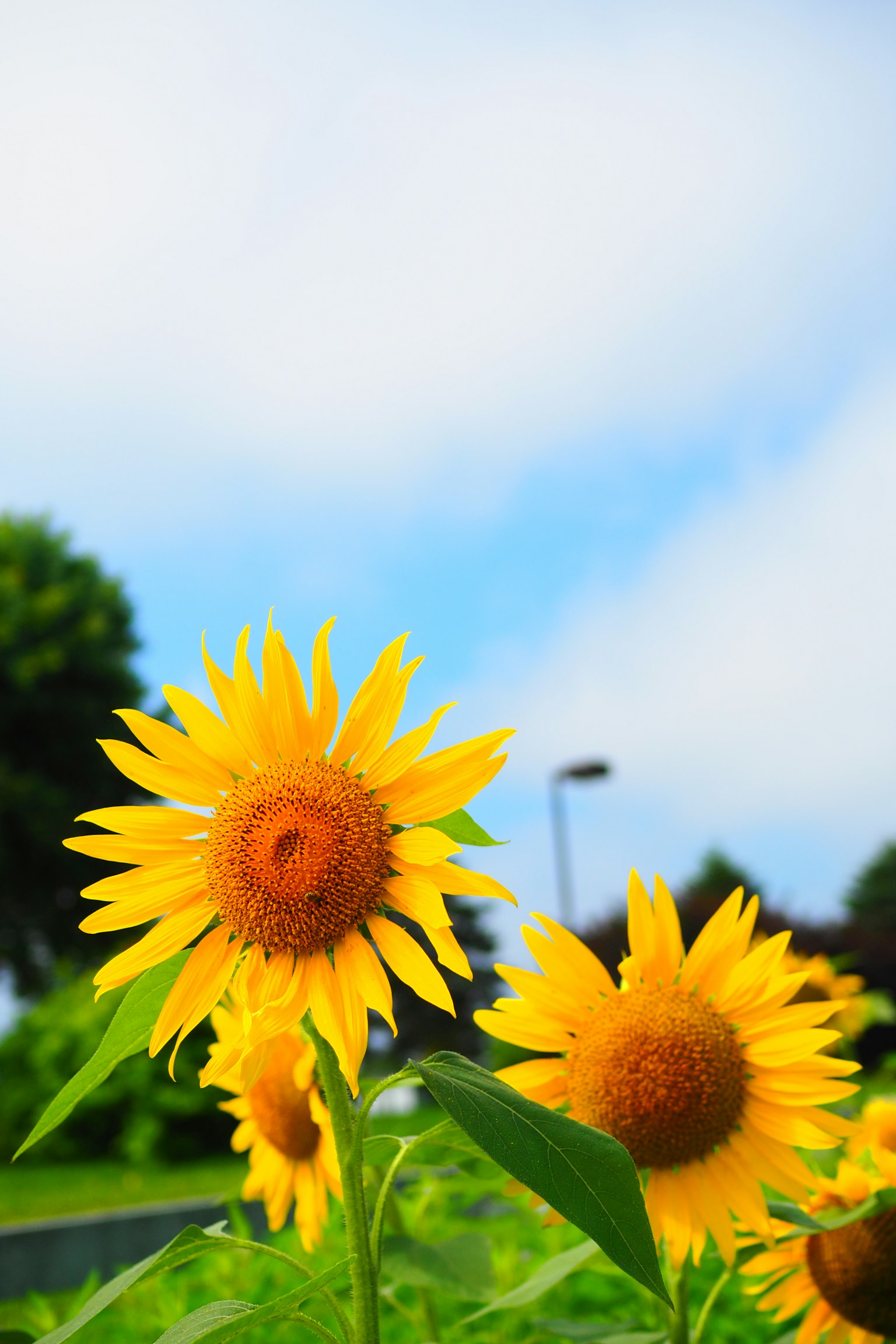 Helle Sonnenblumen blühen unter einem blauen Himmel