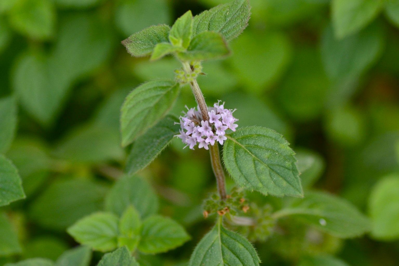 Kedekatan bunga dan daun mint