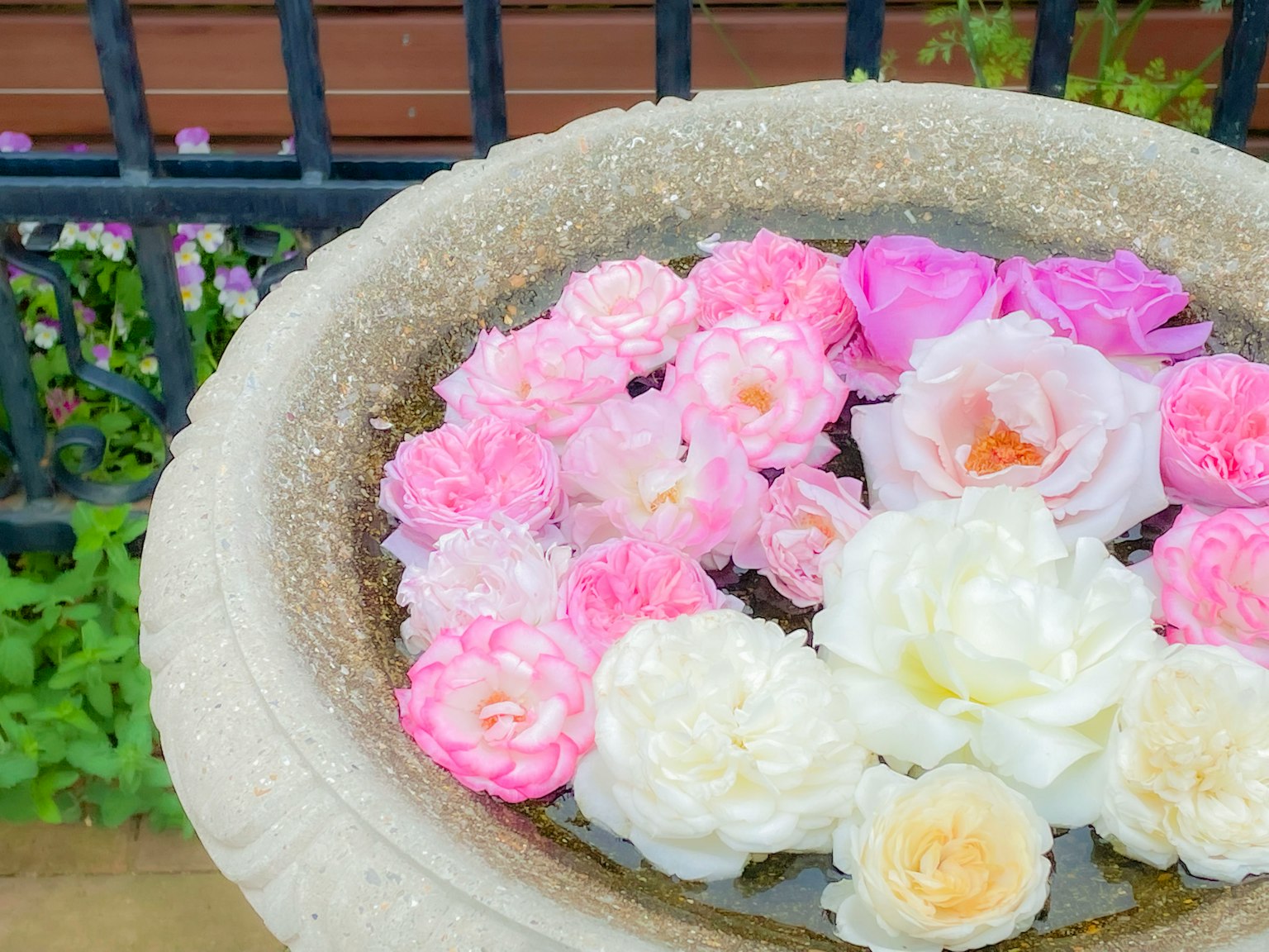 Fleurs colorées flottant dans un bol en pierre