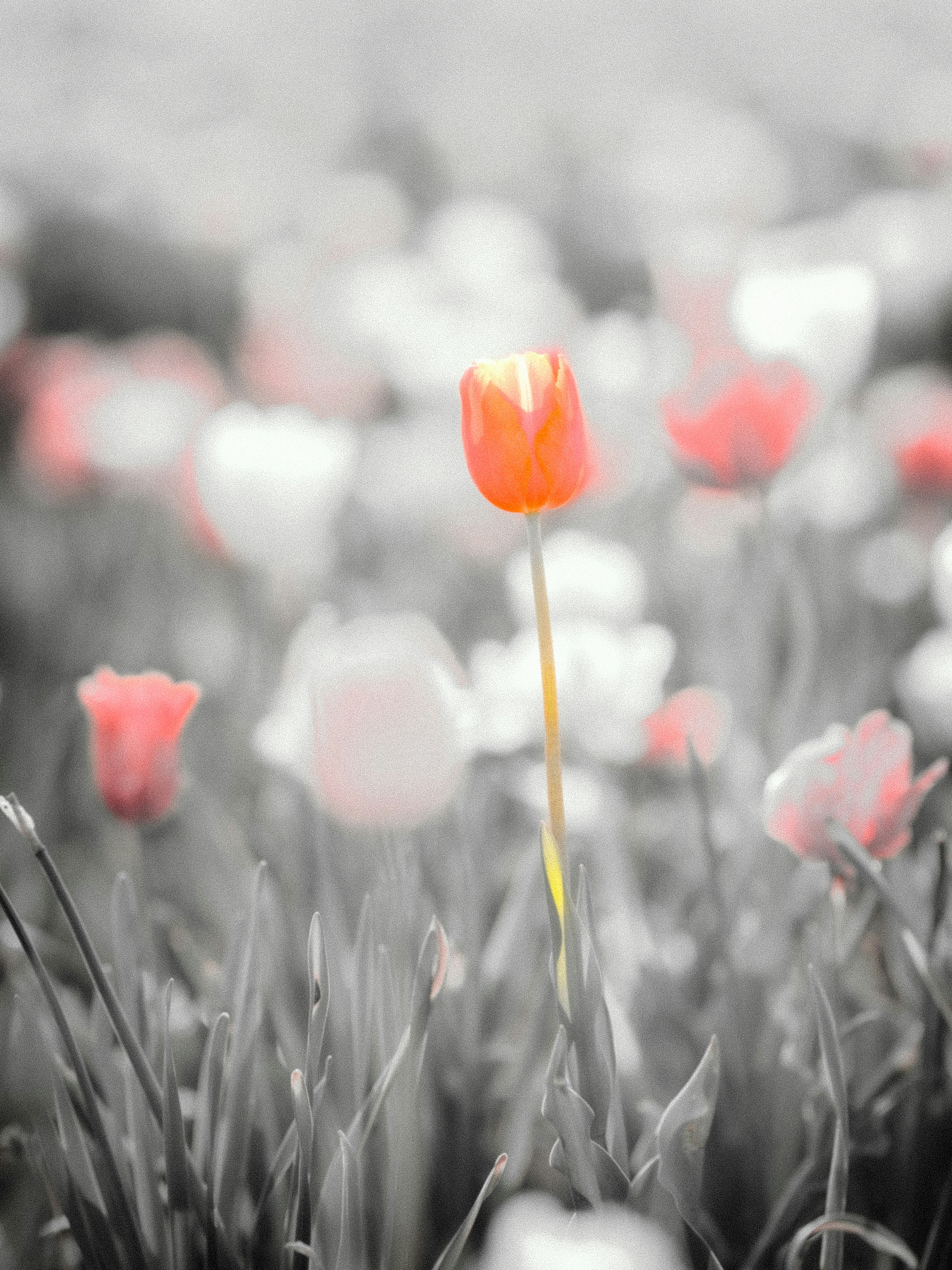 霧のような背景の中で咲くオレンジの花