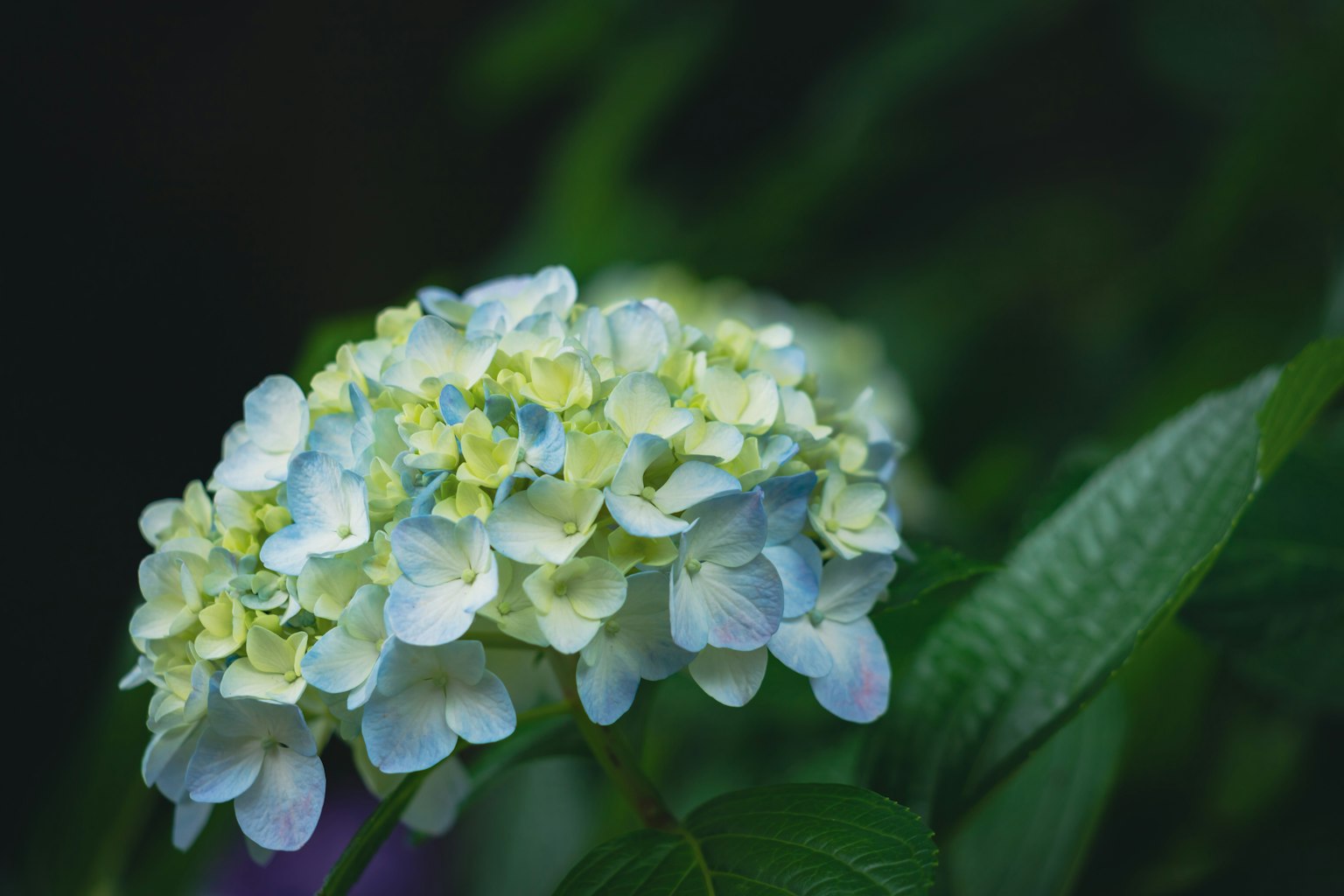 Bündel aus blauen und weißen Hortensienblüten umgeben von grünen Blättern