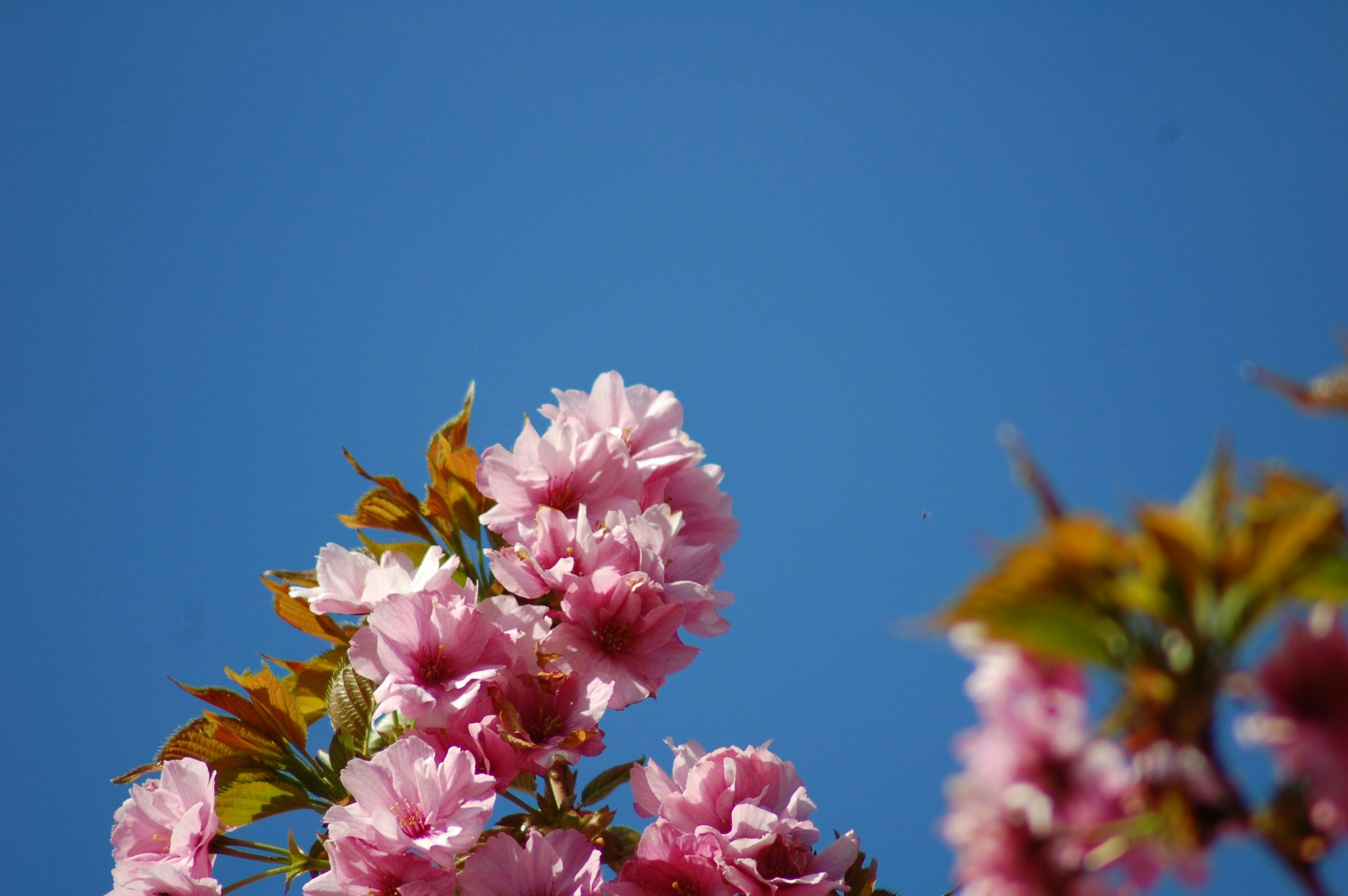 青空を背景に咲くピンクの花束