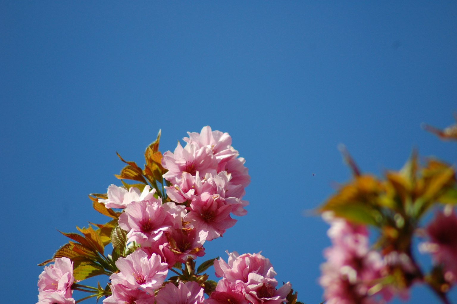 Pink cherry blossoms with green leaves against a blue sky