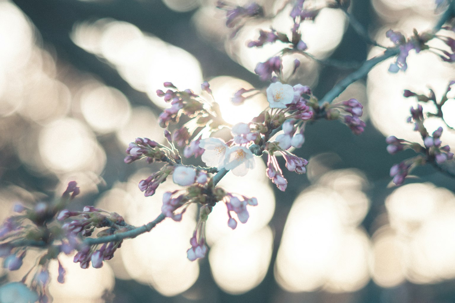 Gros plan de fleurs de cerisier illuminées par une lumière douce