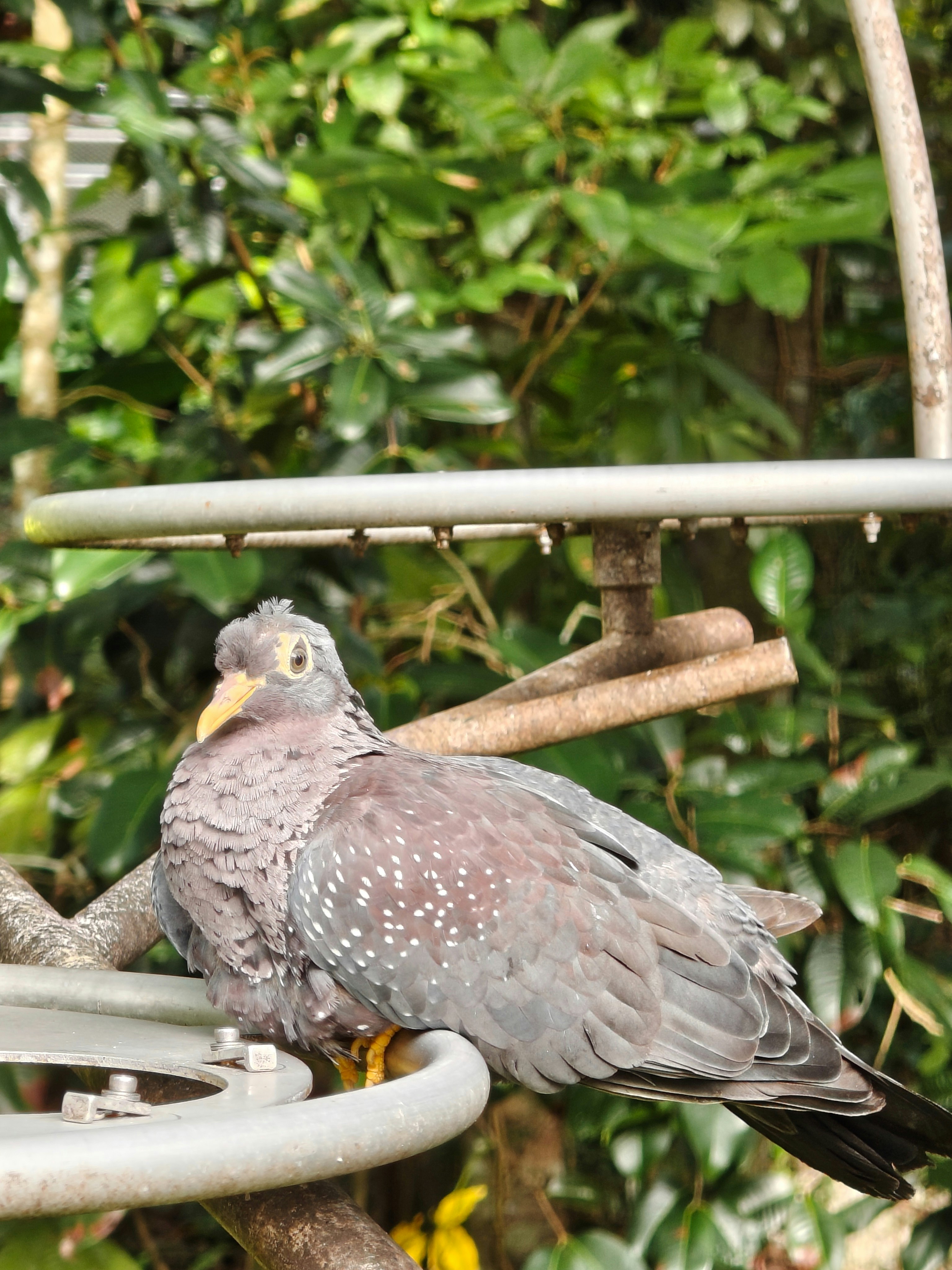 鳥のいる木製の止まり木と緑の背景