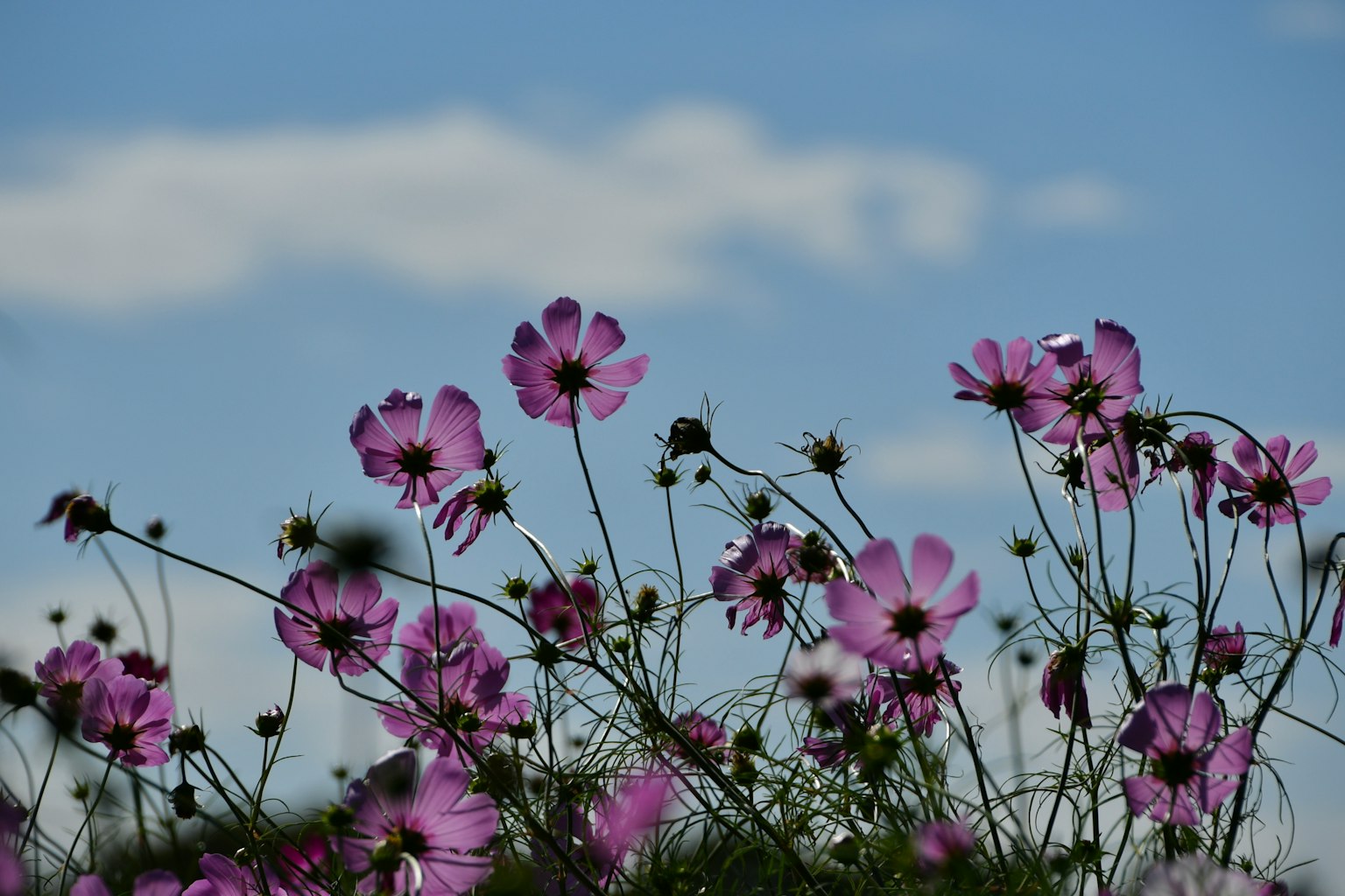 Feld mit rosa Blumen vor blauem Himmel