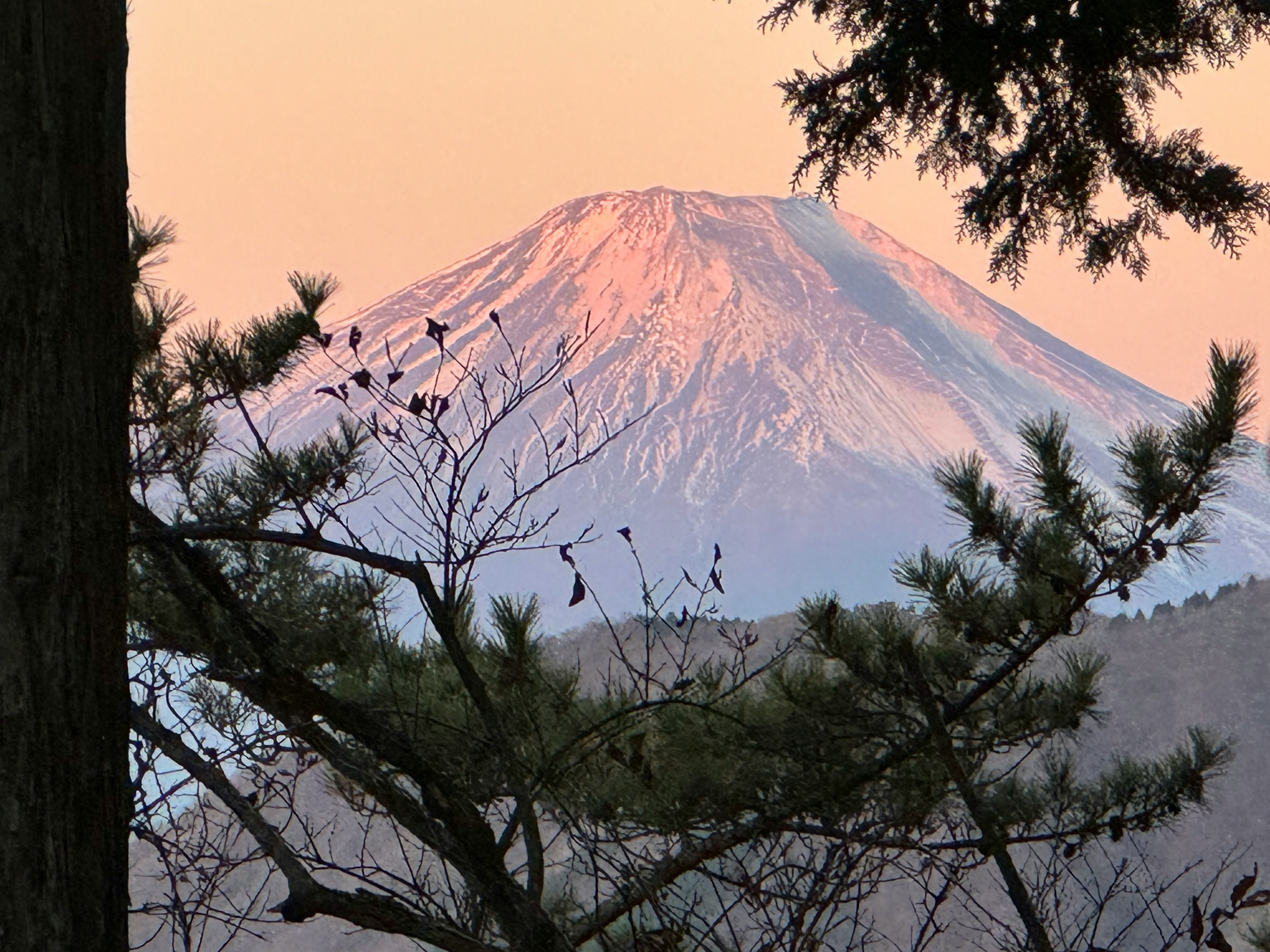 木々の枝越しにそびえる山のシルエット