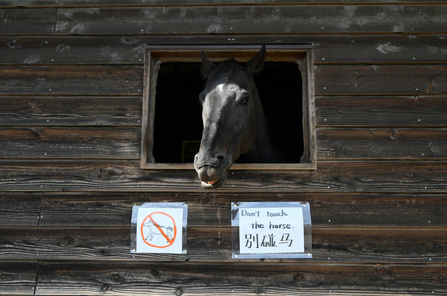 Un cheval regardant par la fenêtre d'une écurie