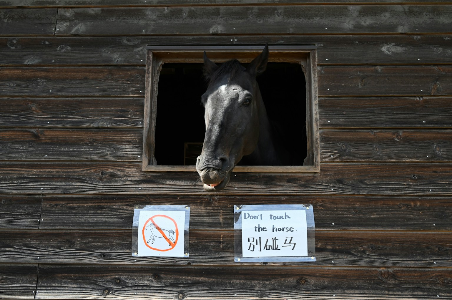 A horse peeking out from a stable window