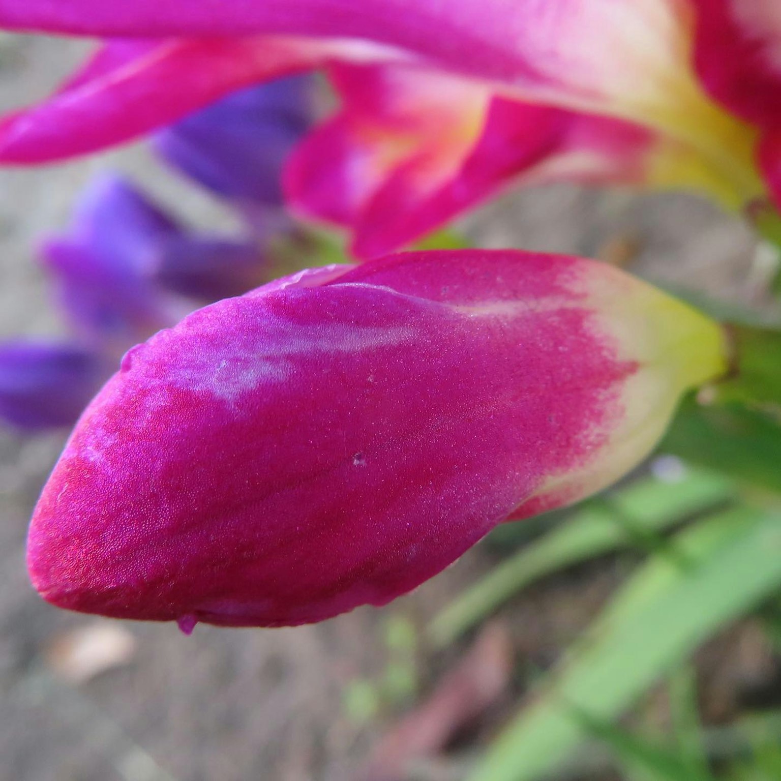 Bouton de fleur rose vif émergeant parmi des feuilles vertes