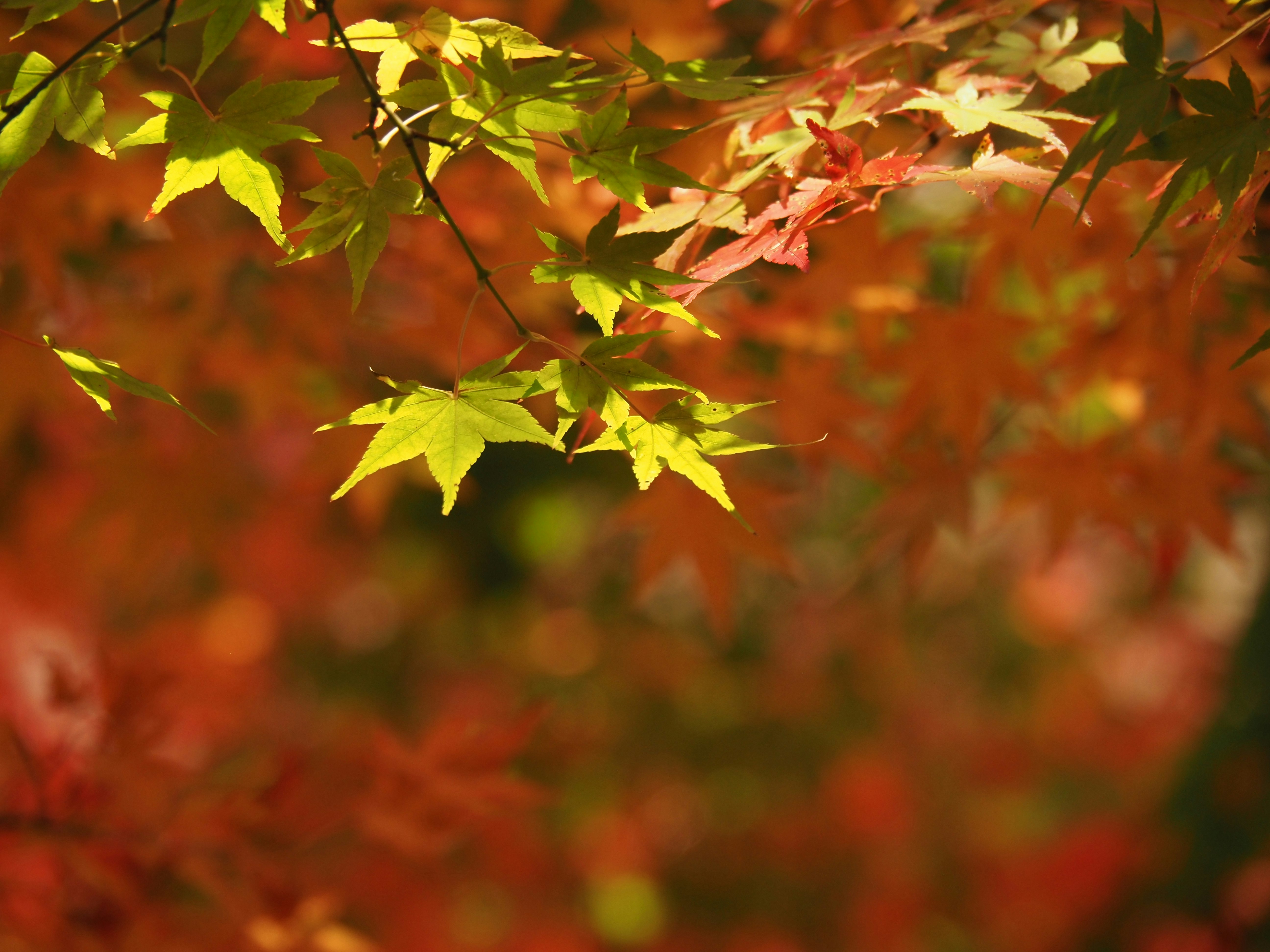 Herbstliche Ahornblätter an Zweigen mit weichem Bokeh-Hintergrund