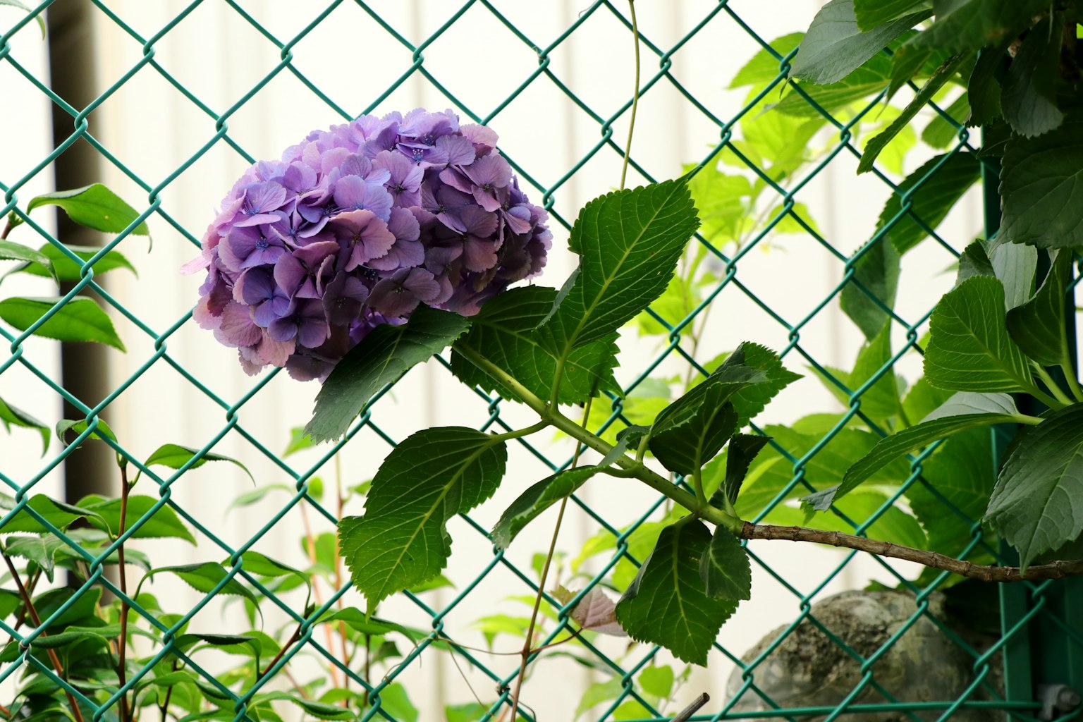 Une fleur d'hortensia violette appuyée contre une clôture verte