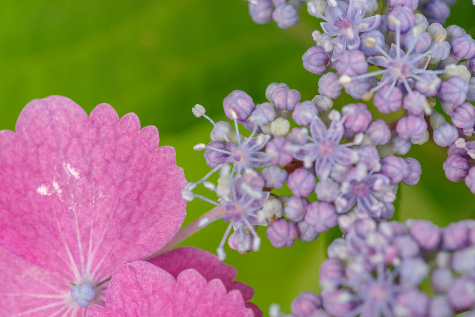Primo piano di petali di ortensia e piccoli fiori con tonalità rosa e viola su uno sfondo verde